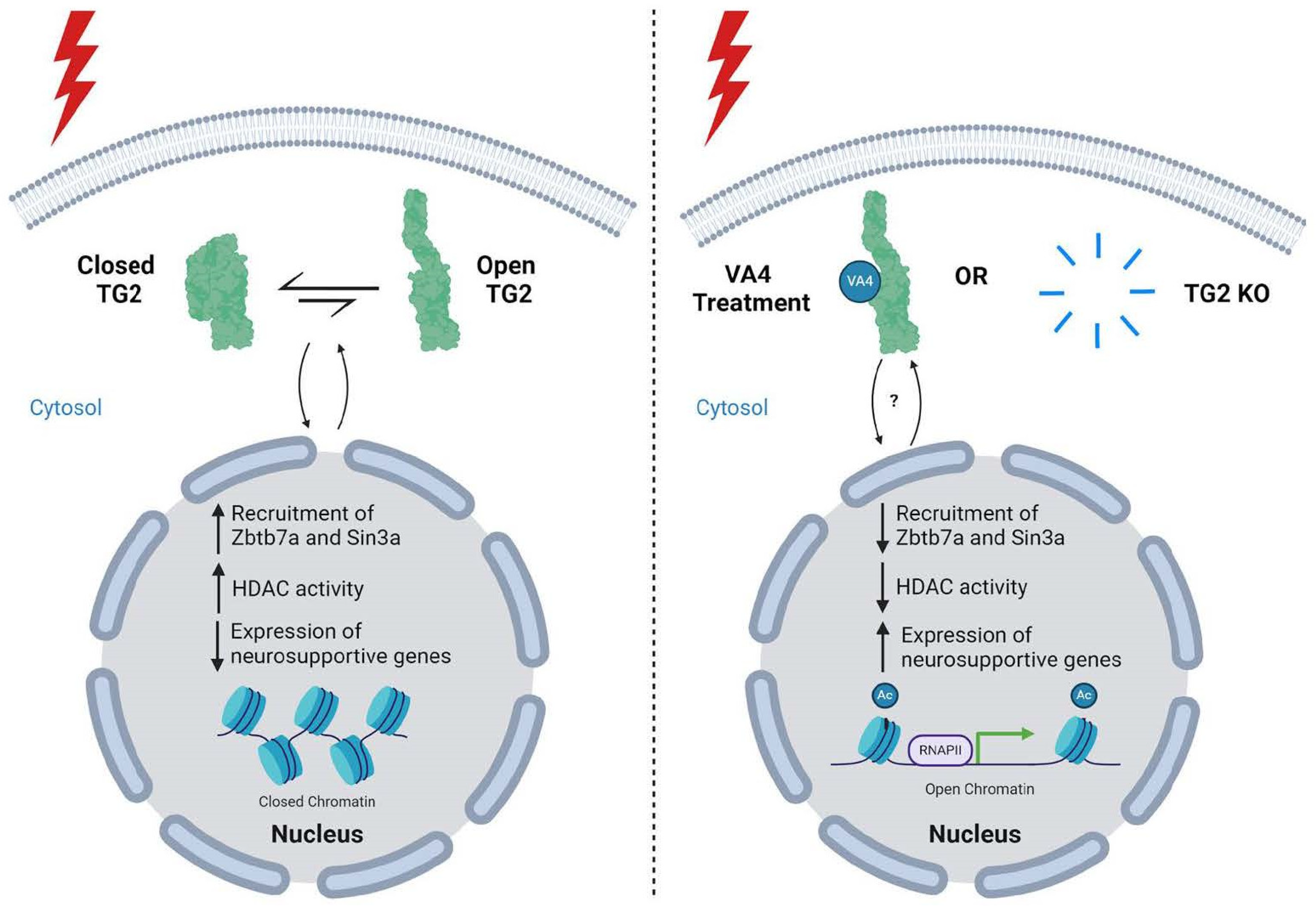 Biomolecules 14 01594 g006 Biomolecules 14 01594 g006