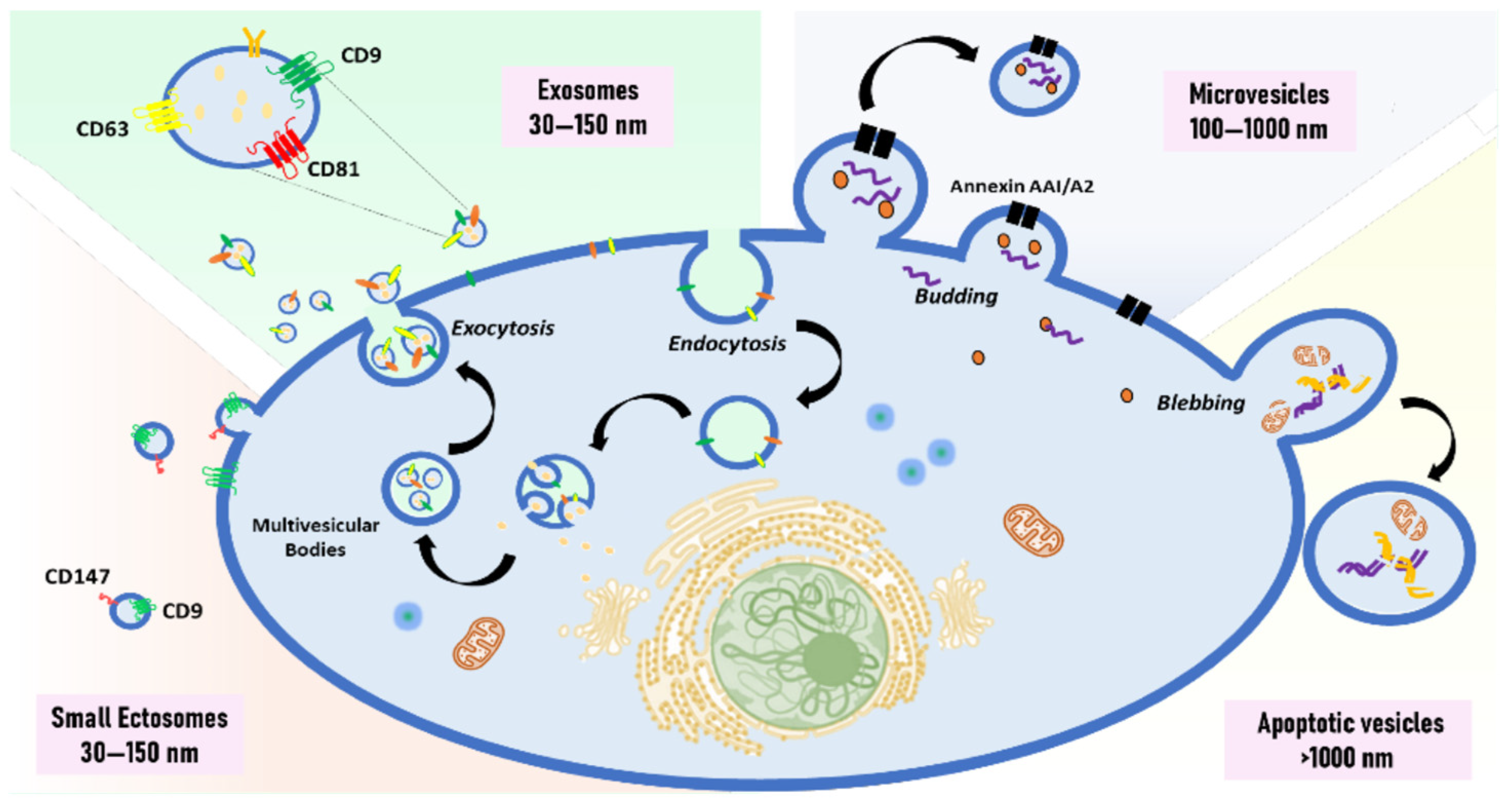 Biomolecules 14 01599 g001