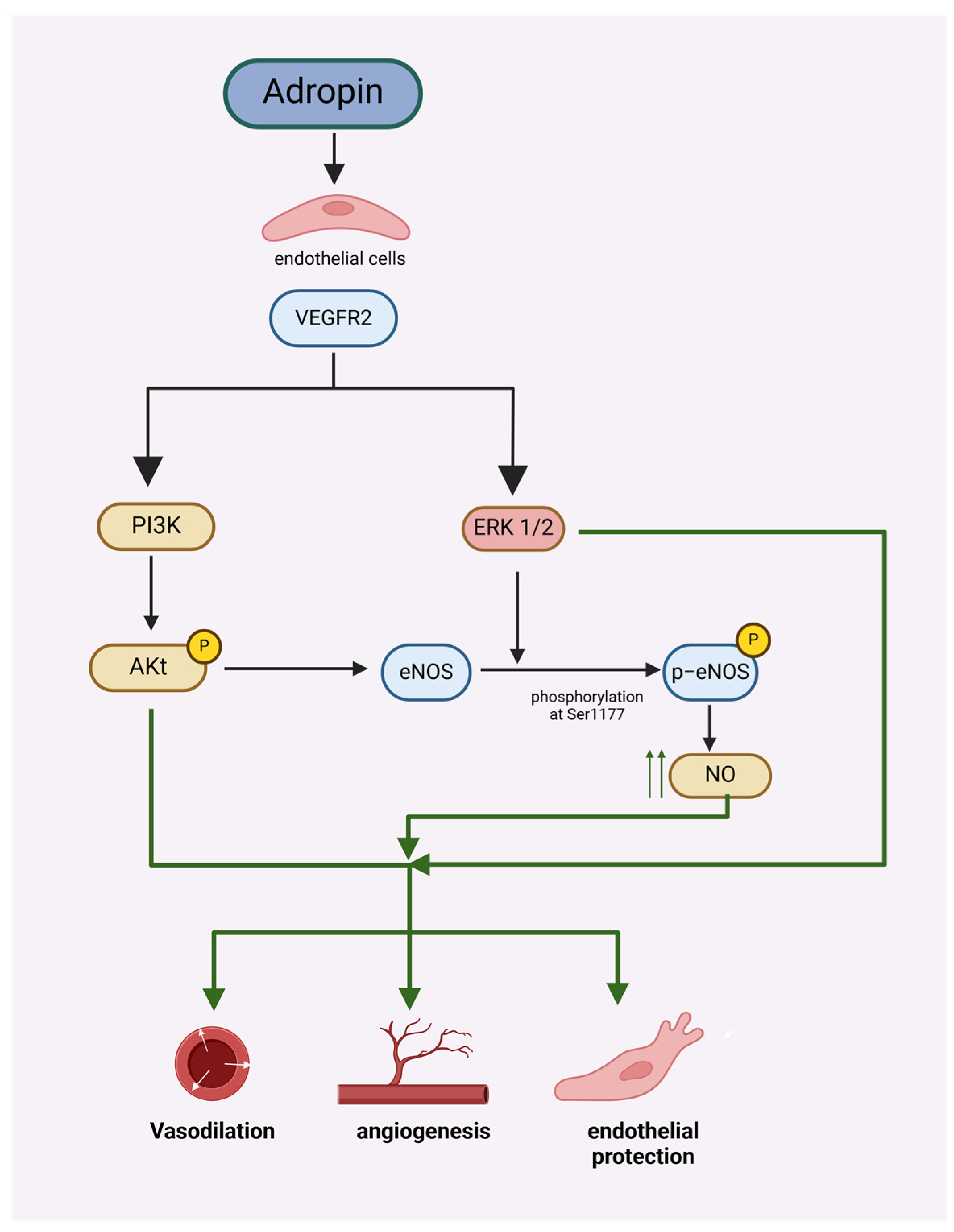 Biomolecules 14 01613 g001