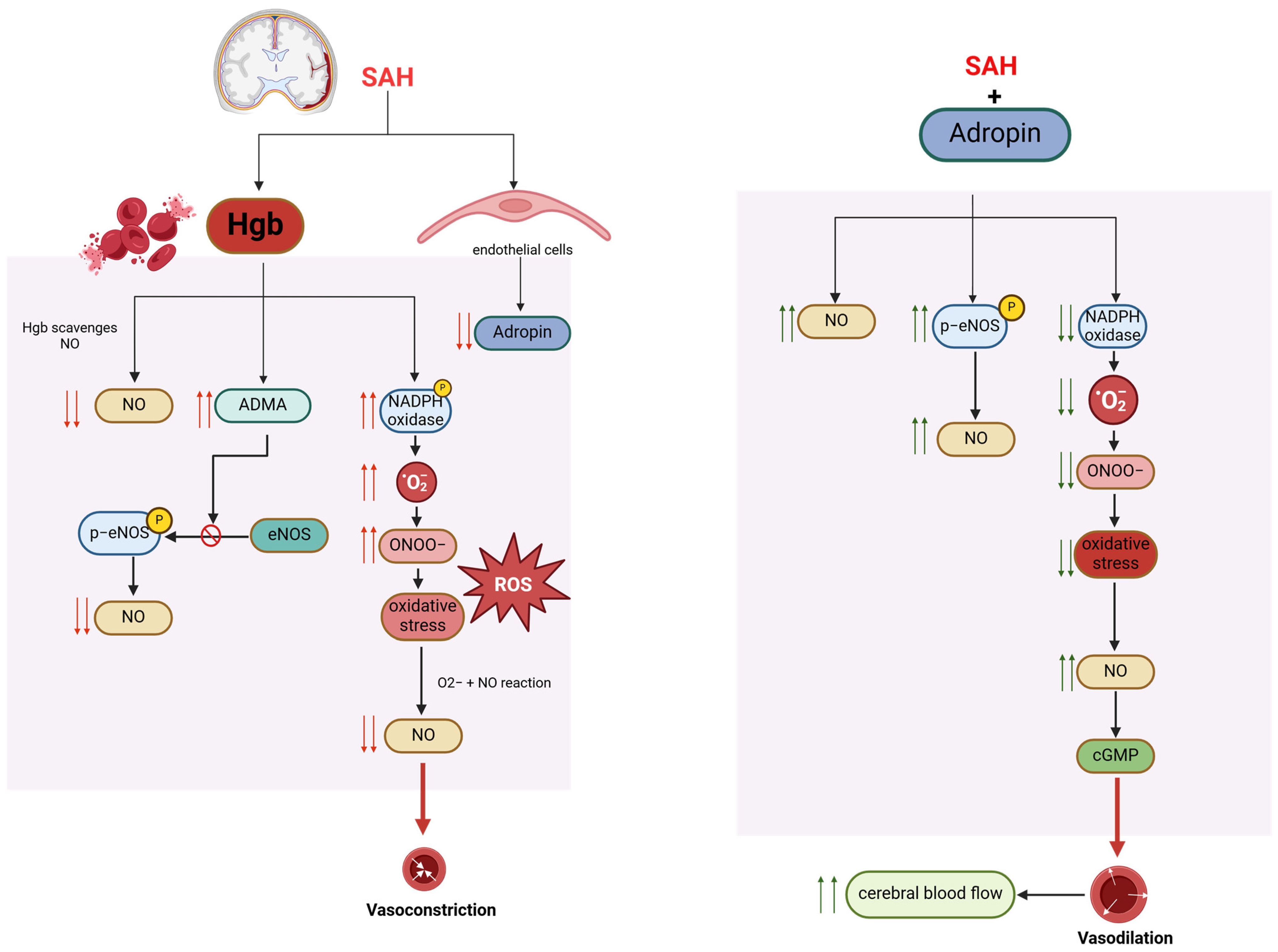 Biomolecules 14 01613 g002
