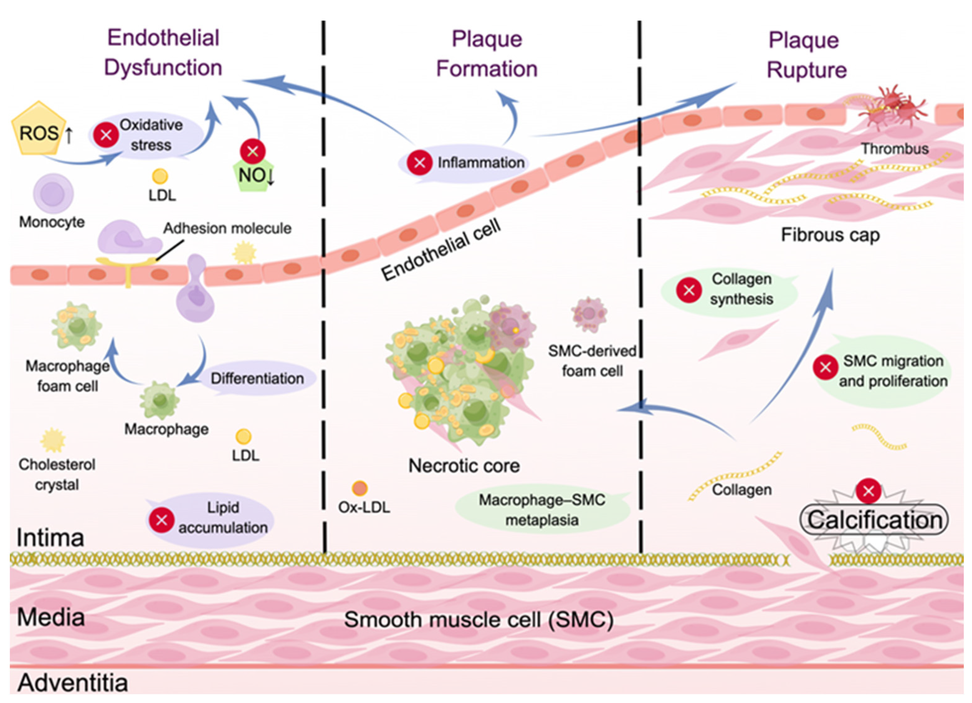 Biomolecules 14 01623 g002