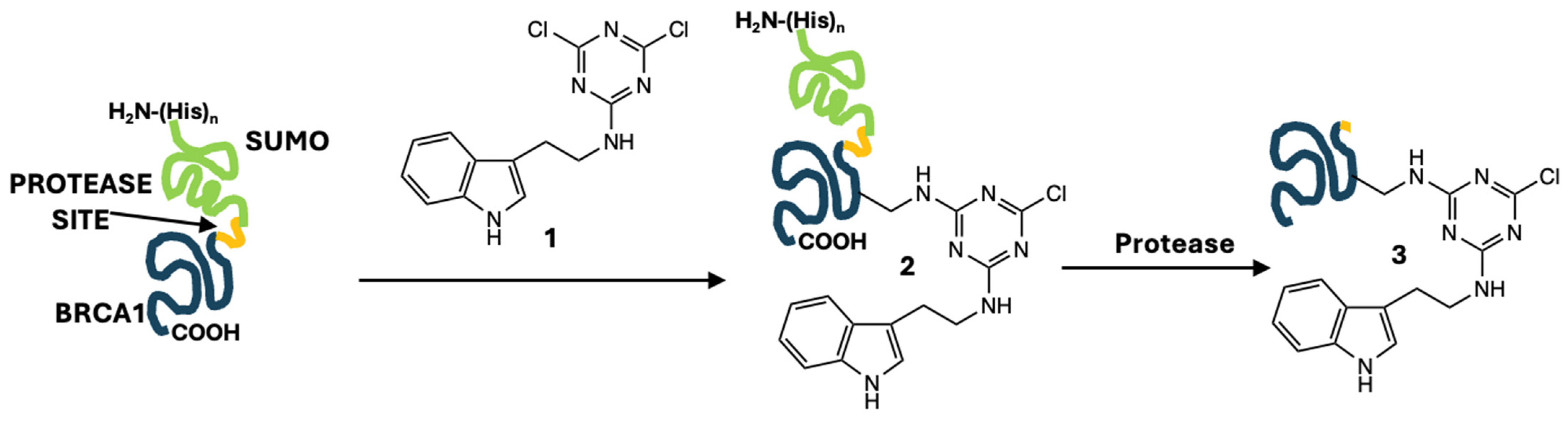 Biomolecules 14 01625 g001