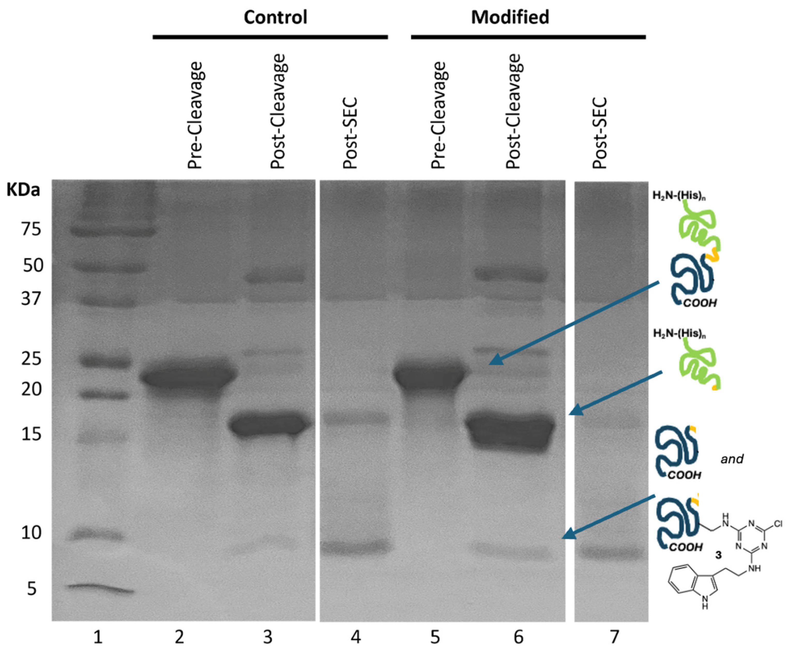 Biomolecules 14 01625 g002