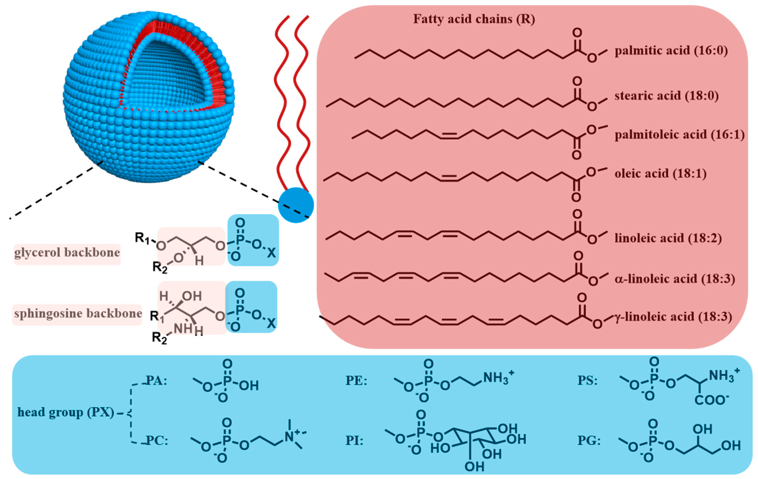 Biomolecules 14 01628 g001 Biomolecules 14 01628 g001