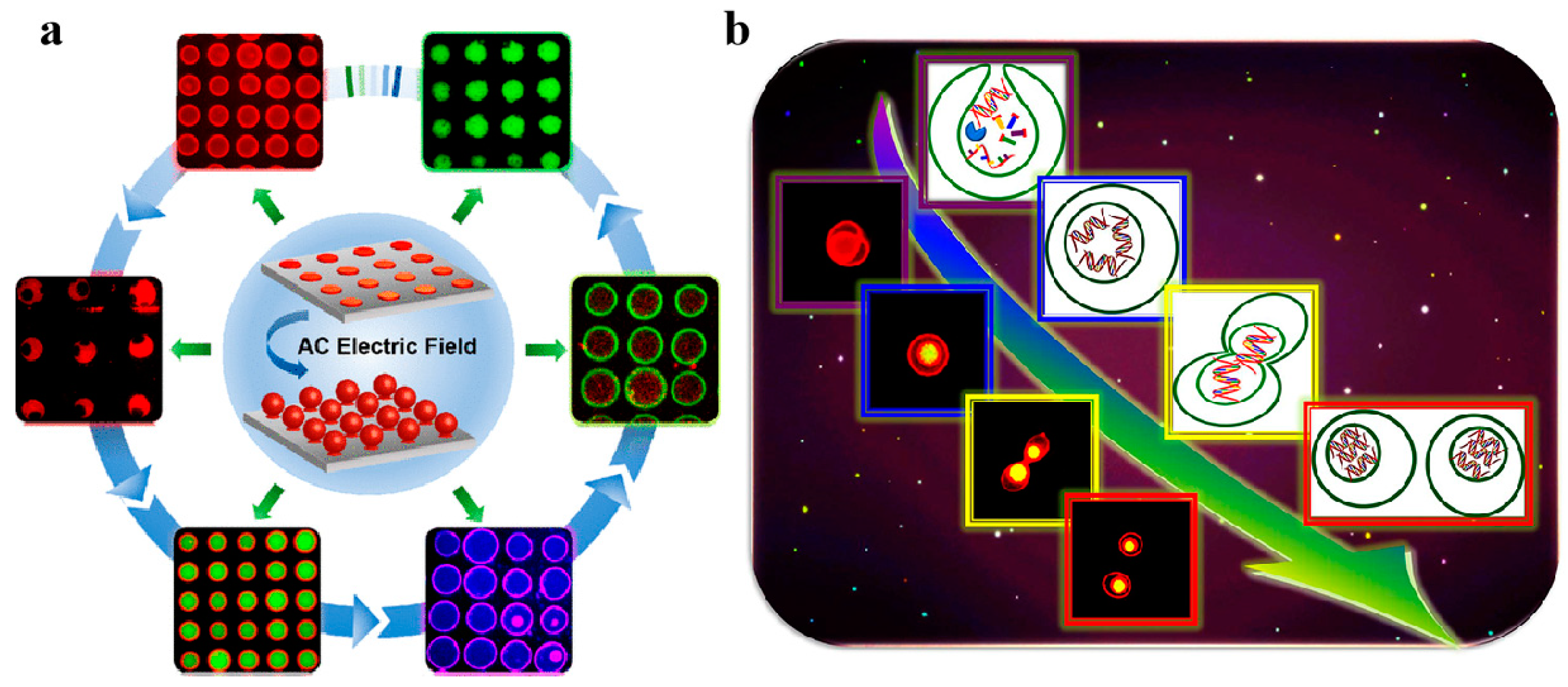 Biomolecules 14 01628 g004 Biomolecules 14 01628 g004