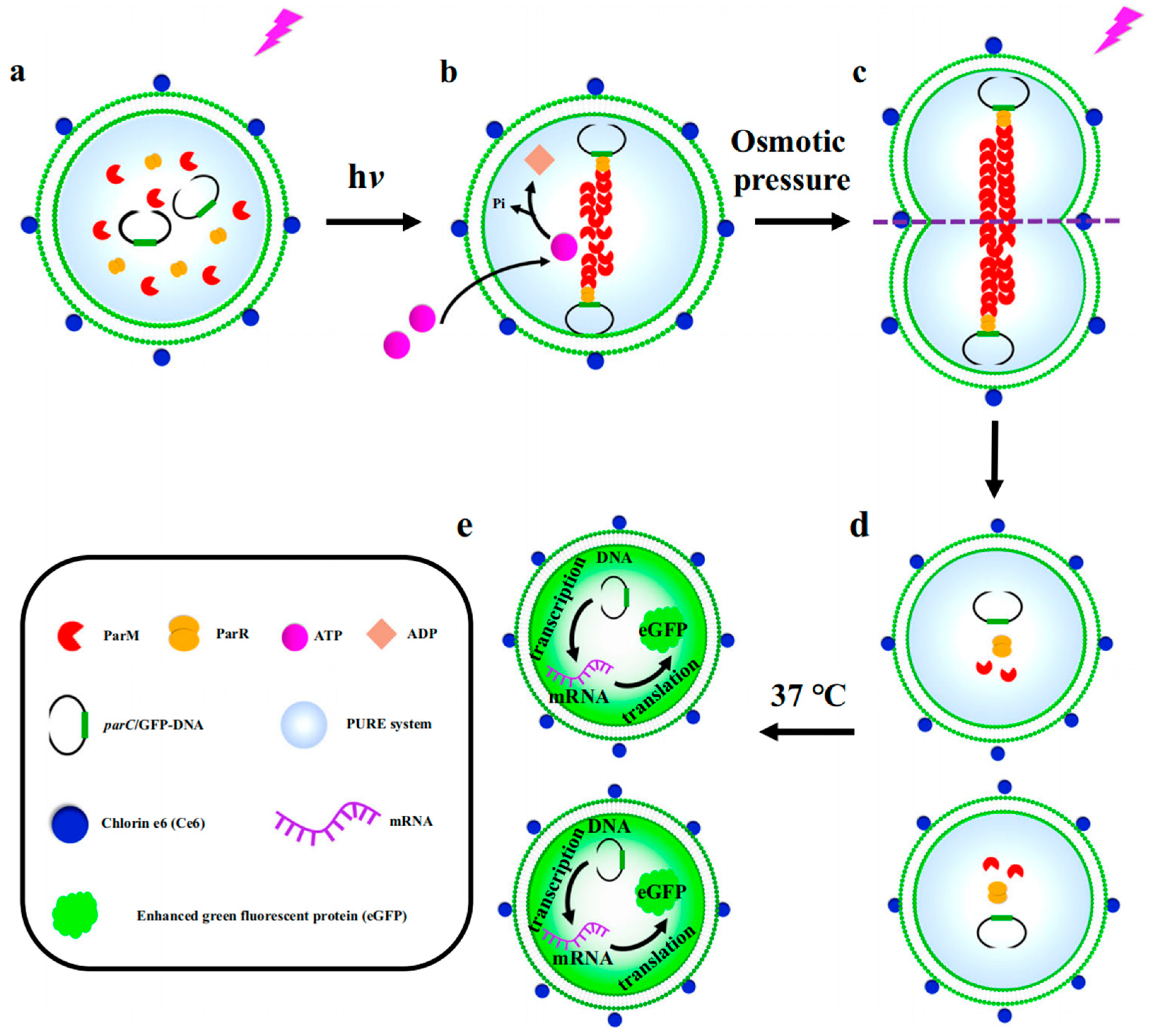 Biomolecules 14 01628 g006 Biomolecules 14 01628 g006