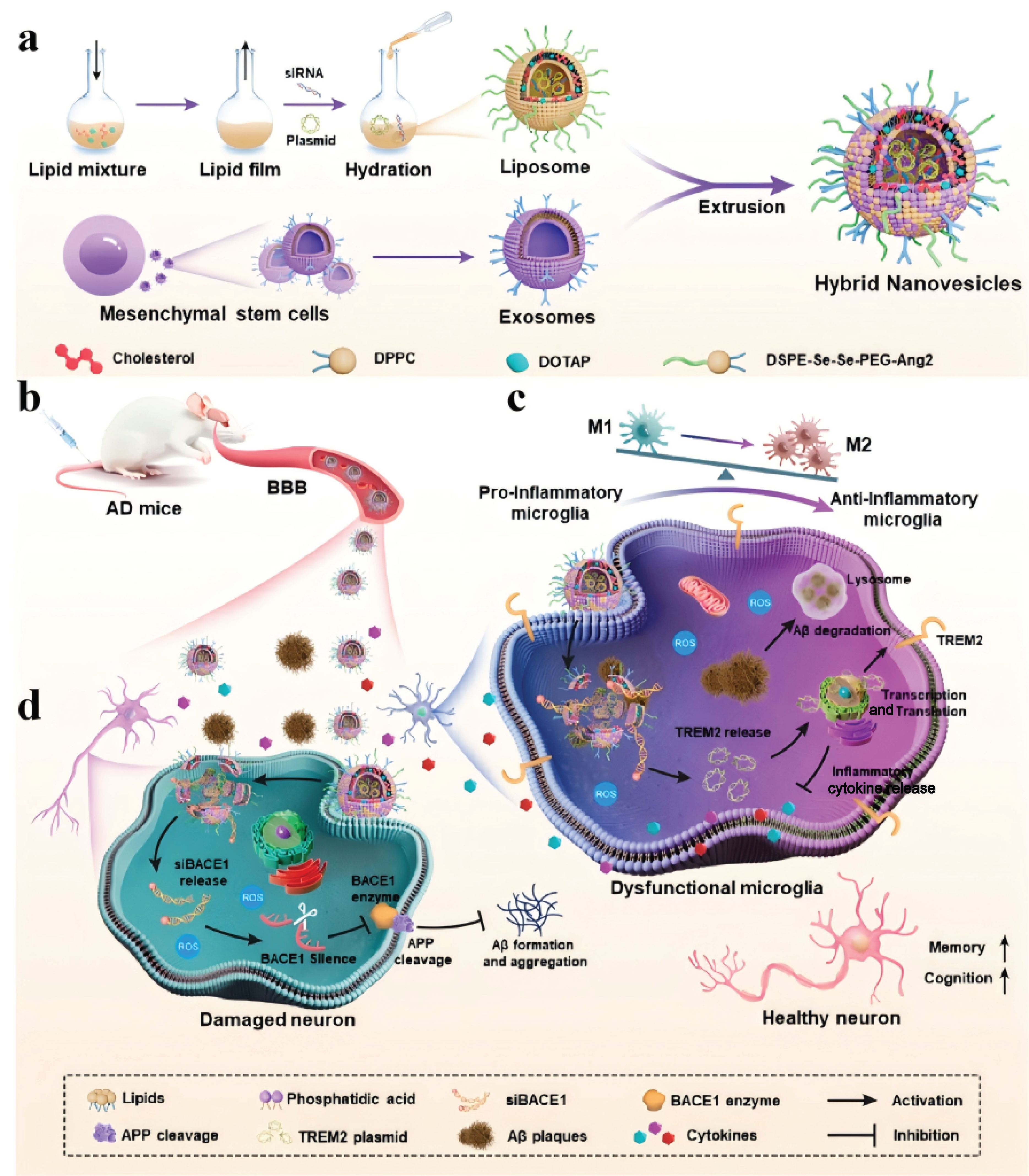Biomolecules 14 01628 g007 Biomolecules 14 01628 g007