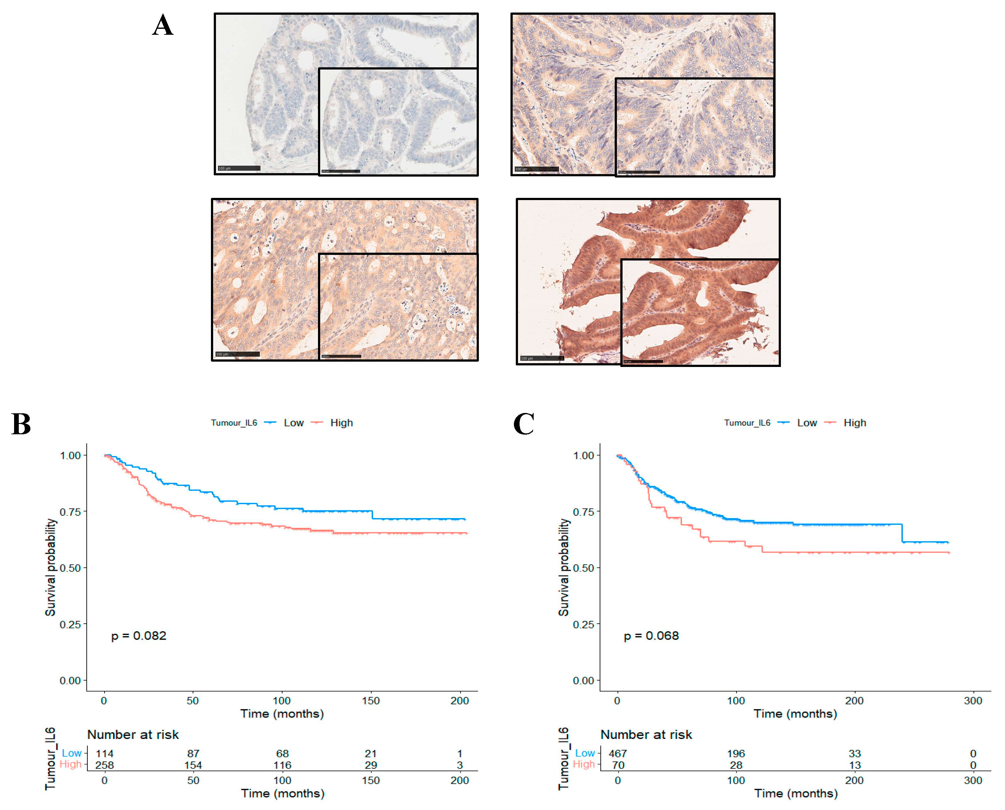 Biomolecules 14 01629 g001