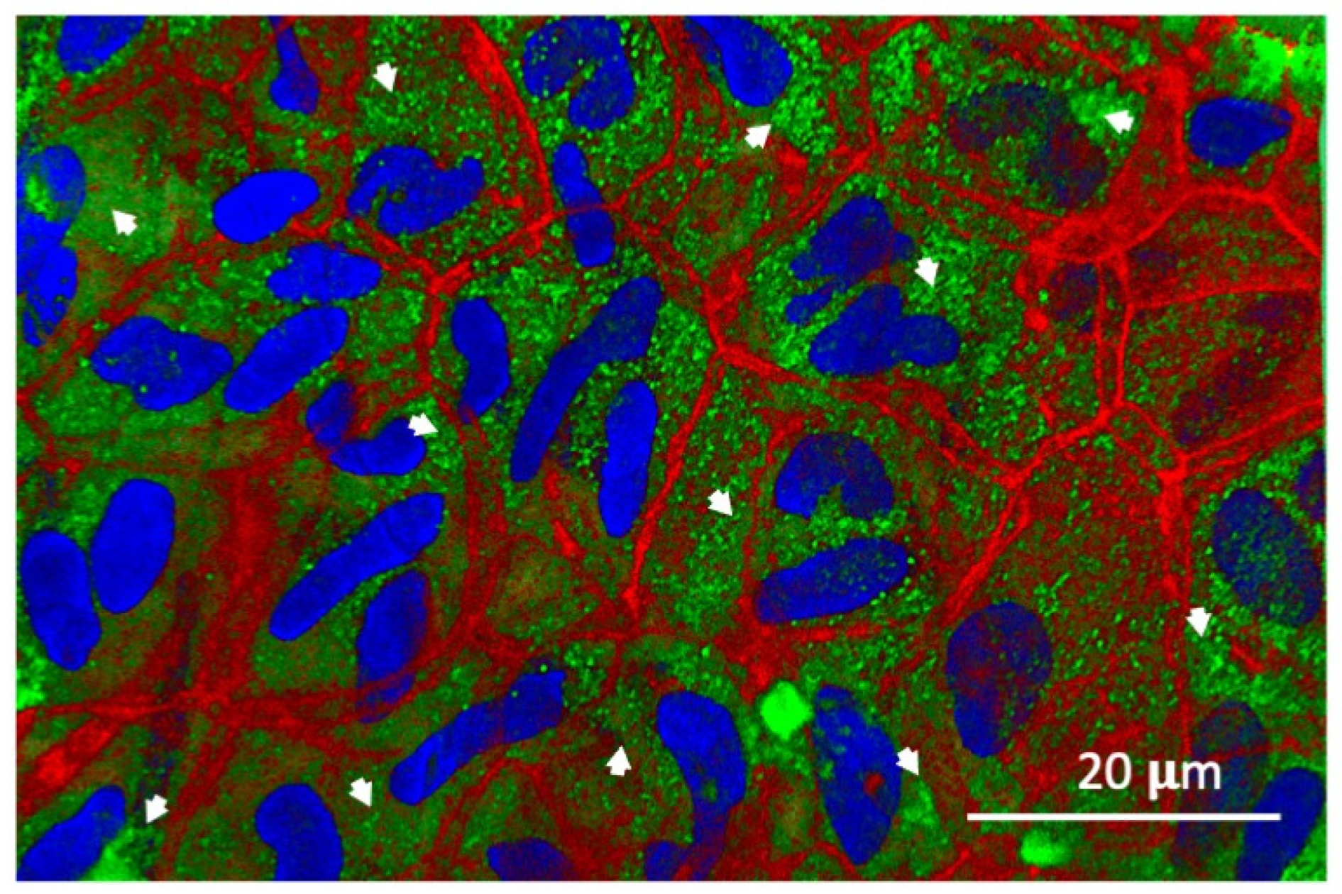 Biomolecules 14 01632 g001 Biomolecules 14 01632 g001