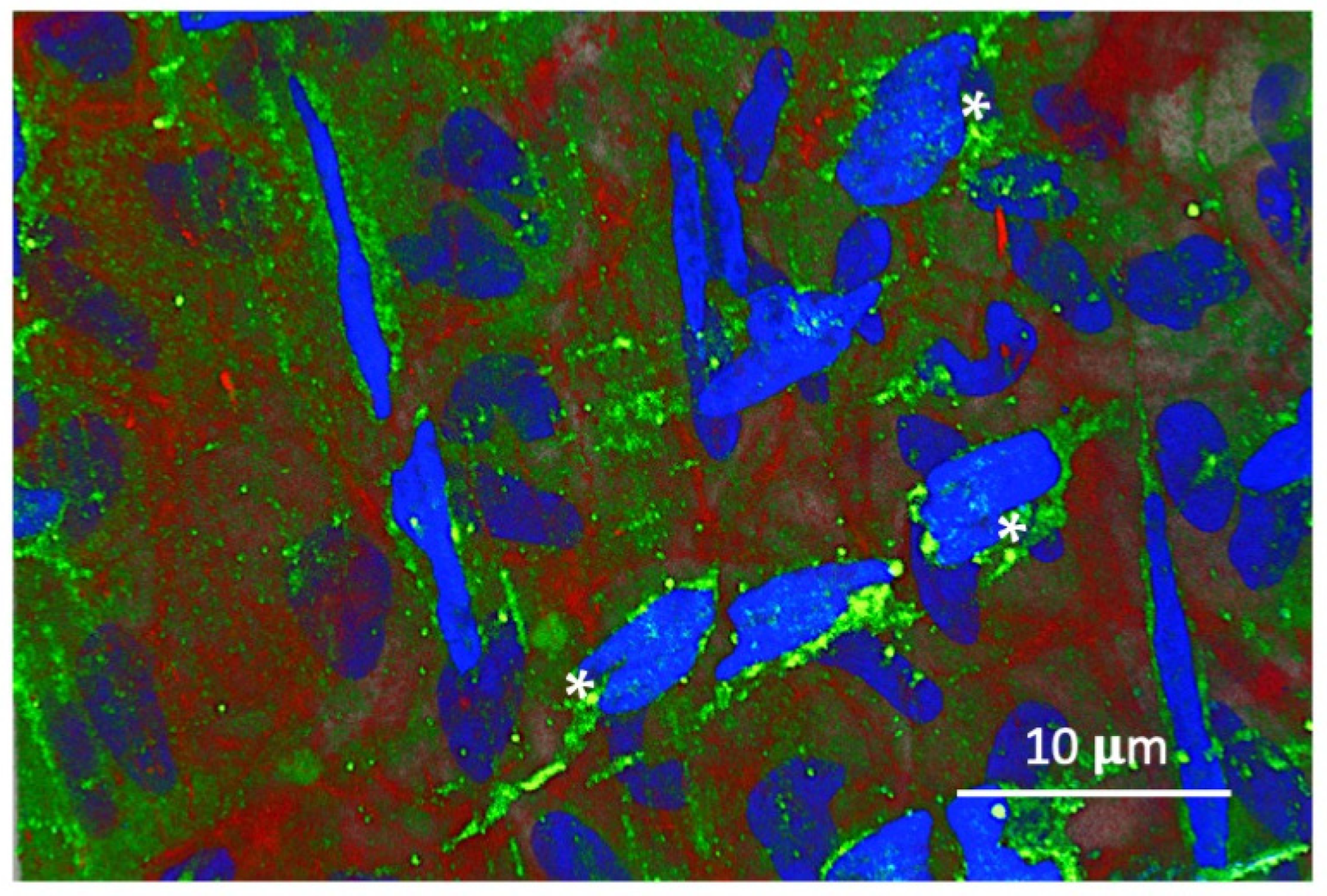 Biomolecules 14 01632 g002 Biomolecules 14 01632 g002