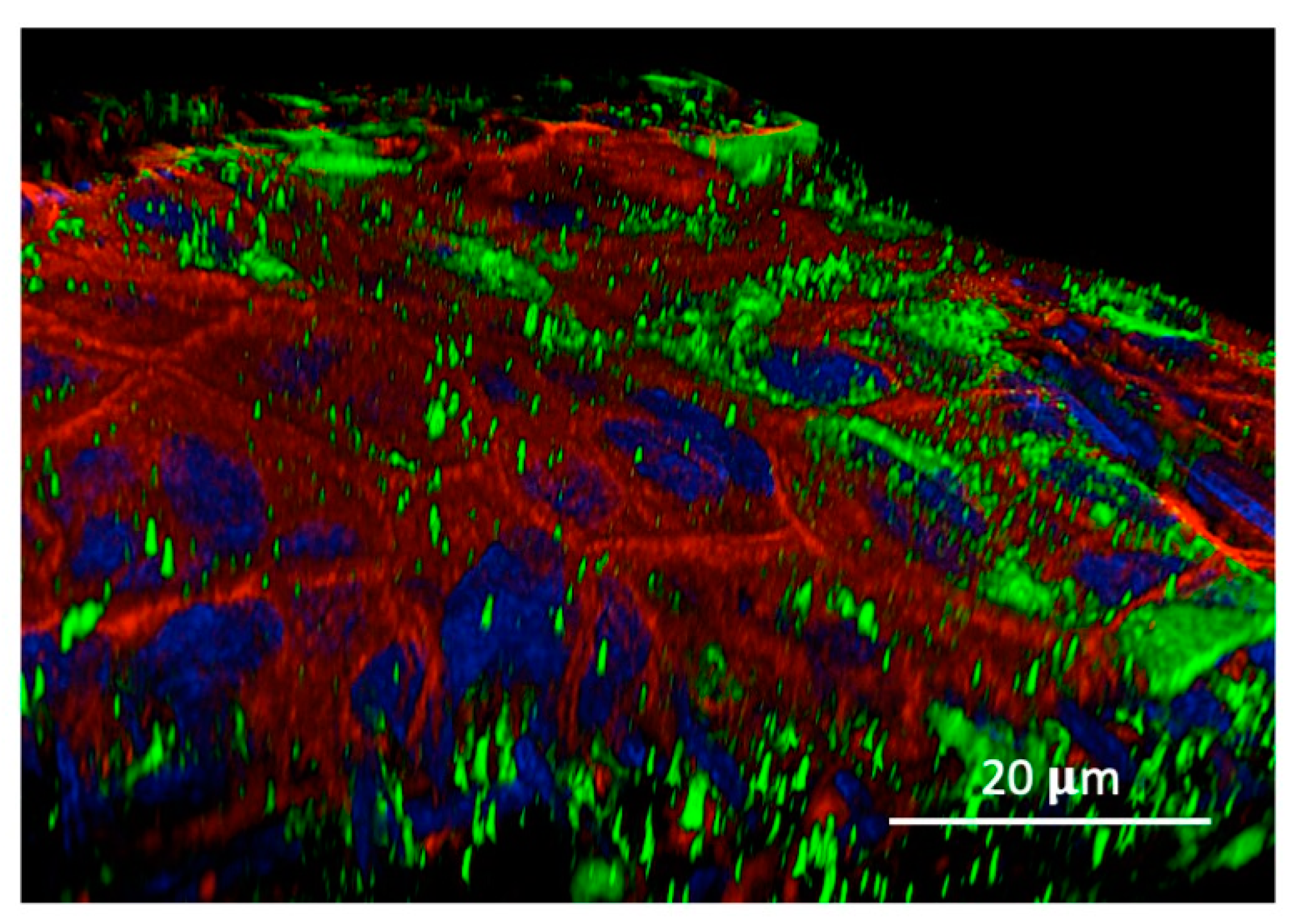 Biomolecules 14 01632 g003 Biomolecules 14 01632 g003