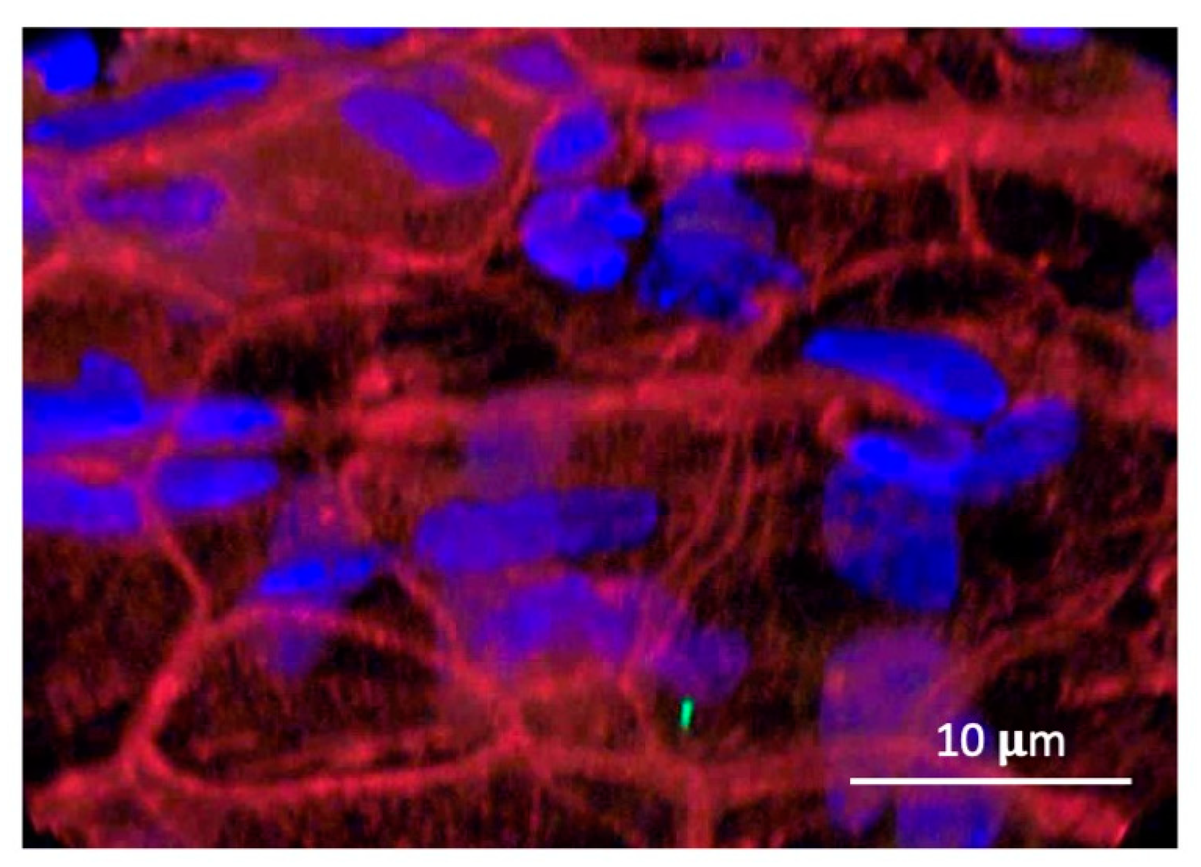 Biomolecules 14 01632 g005 Biomolecules 14 01632 g005