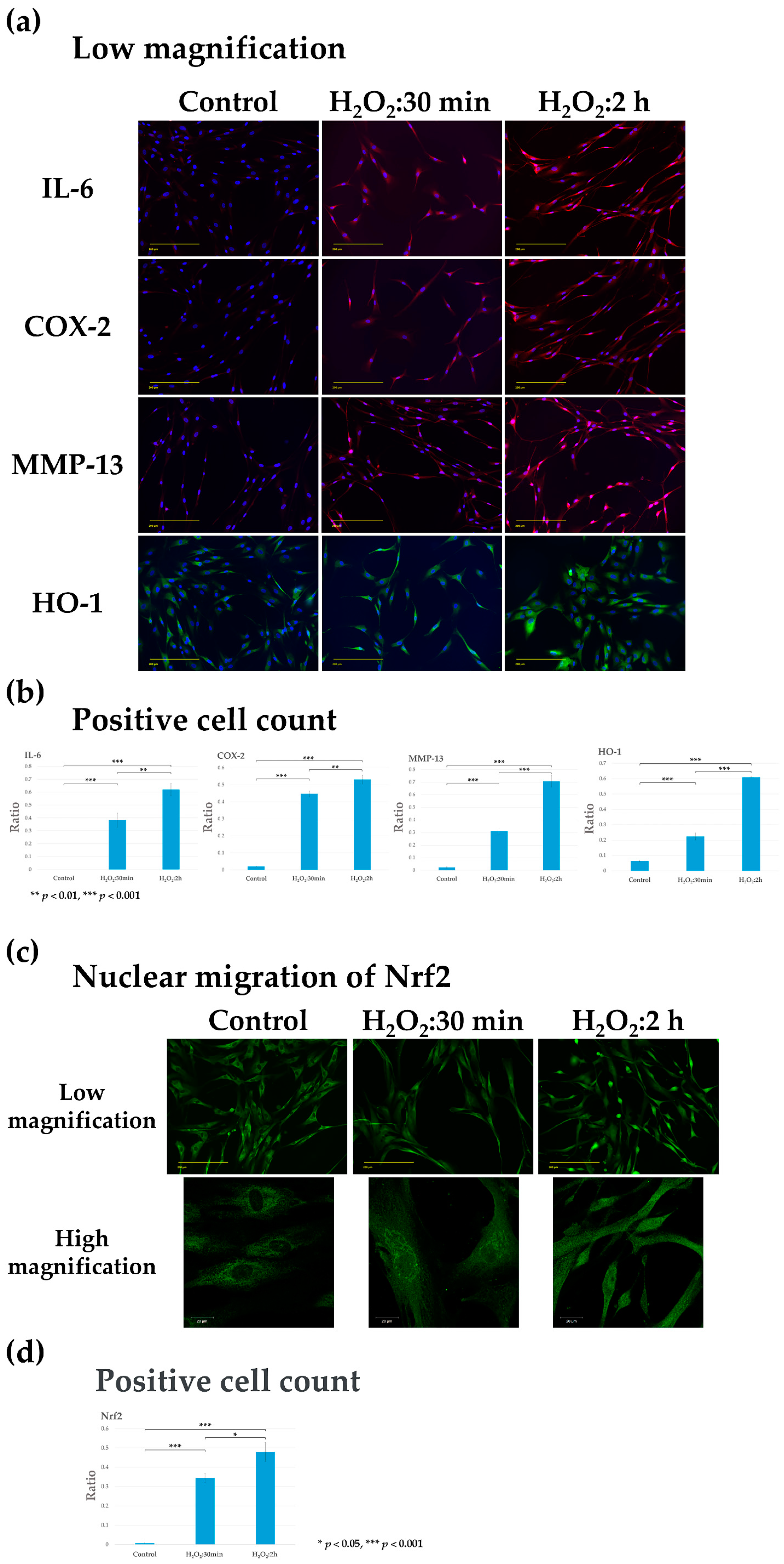 Biomolecules 14 01636 g002 Biomolecules 14 01636 g002