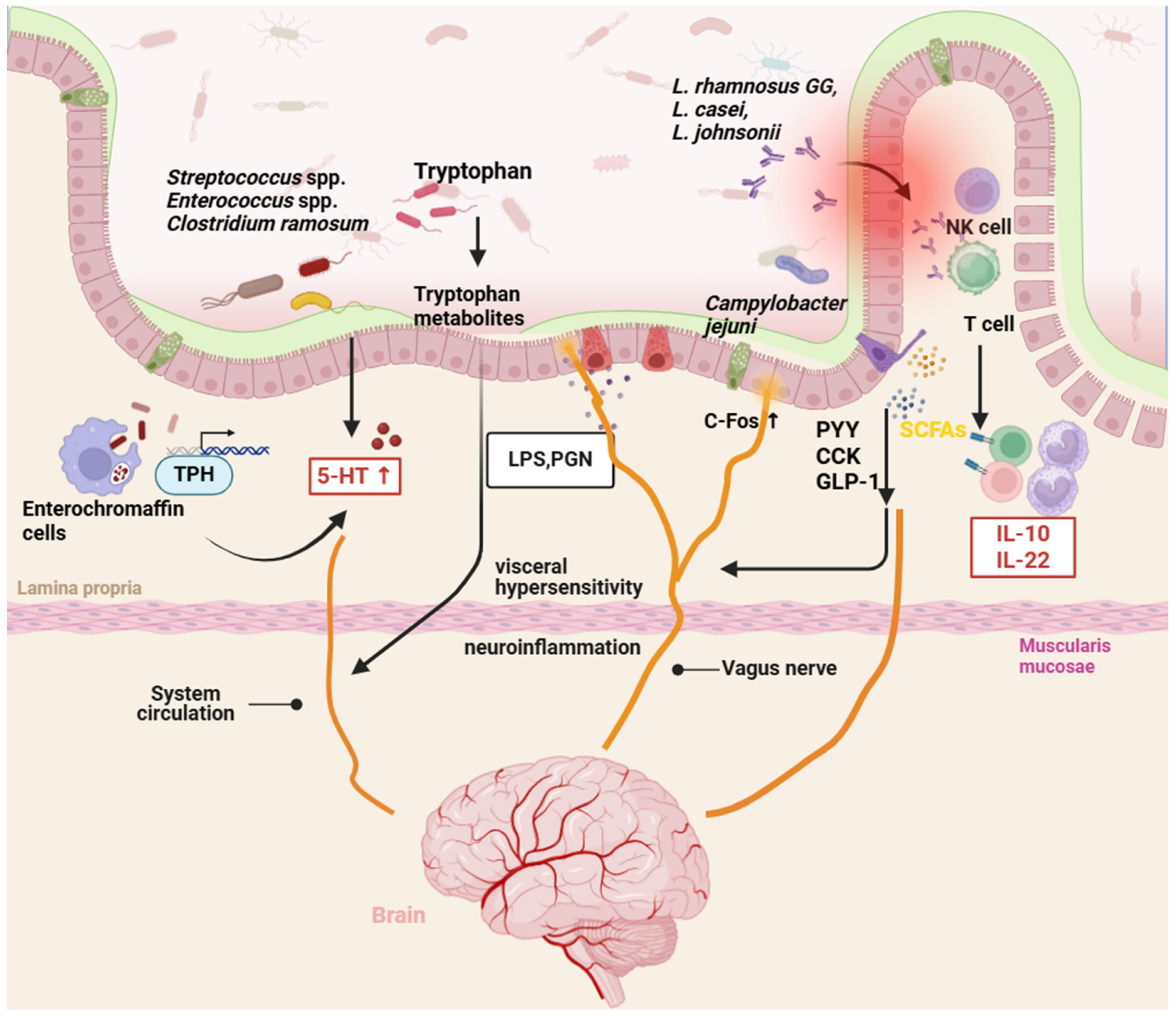 Biomolecules 14 01643 g004
