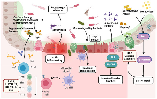 The Role of Gut Microbiome in Irritable Bowel Syndrome