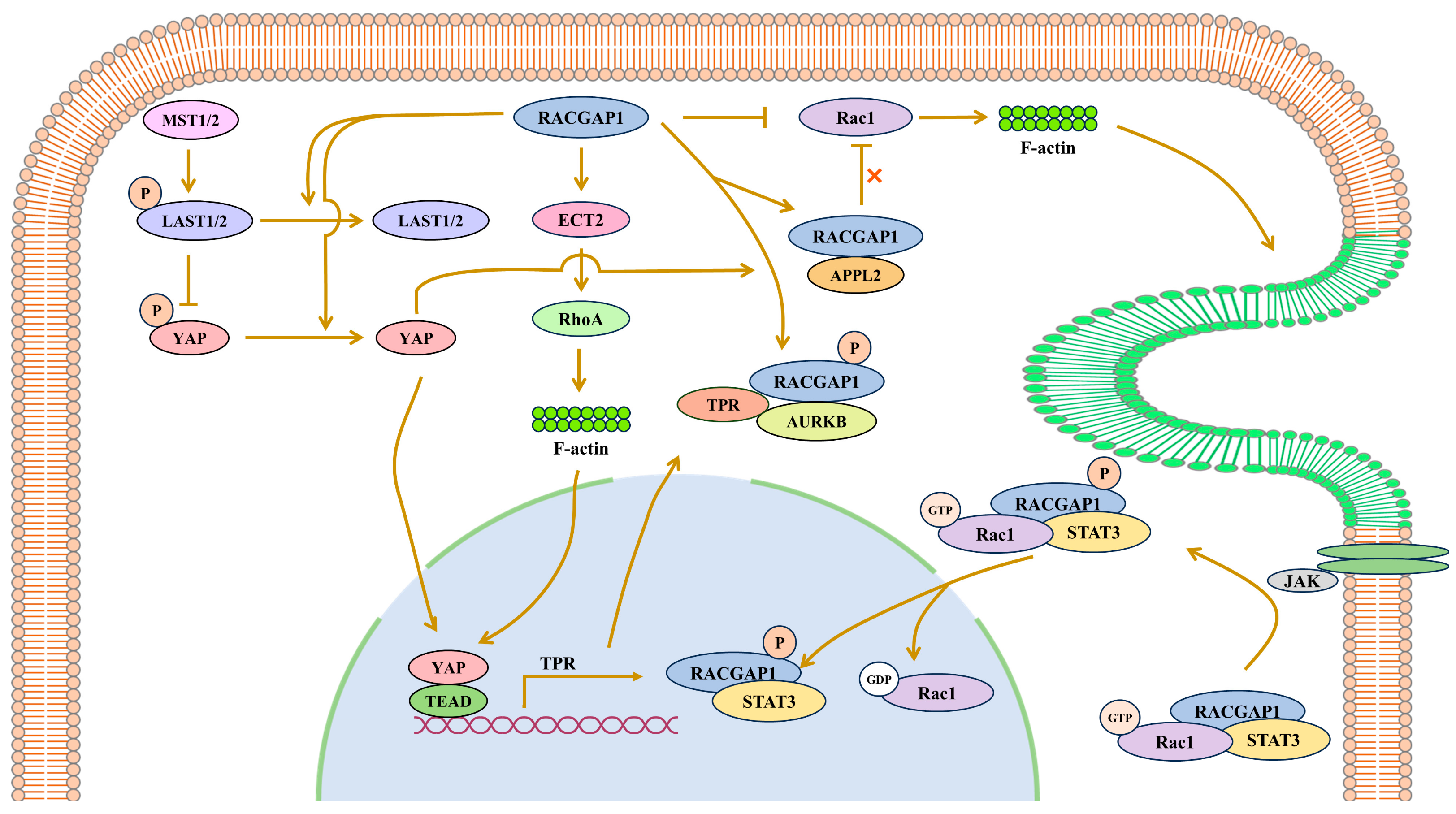 Biomolecules 15 00003 g001