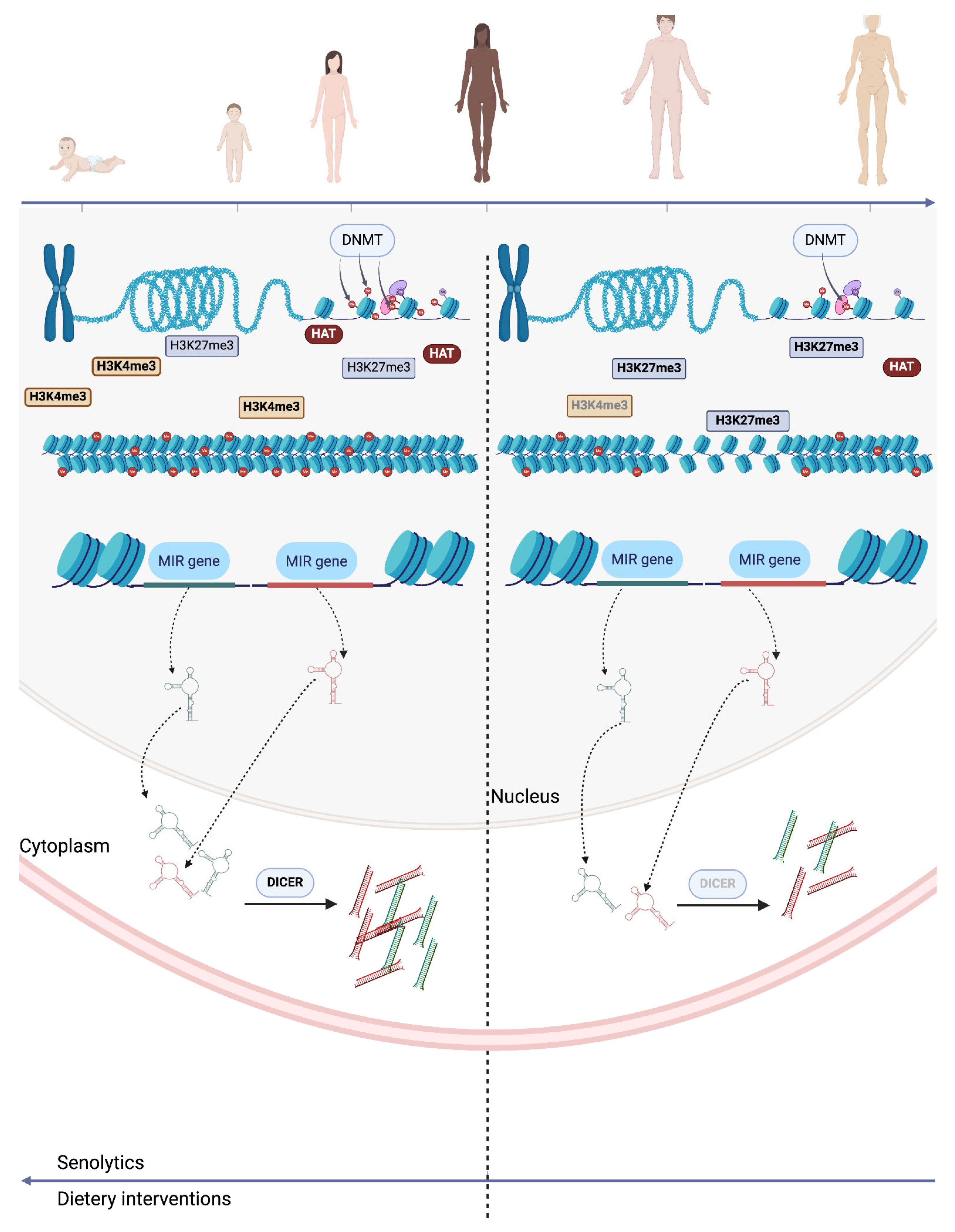 Biomolecules 15 00018 g001