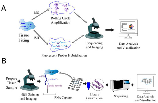 バロン Cross-Talk Between Cancer and Its Cellular Environment—A