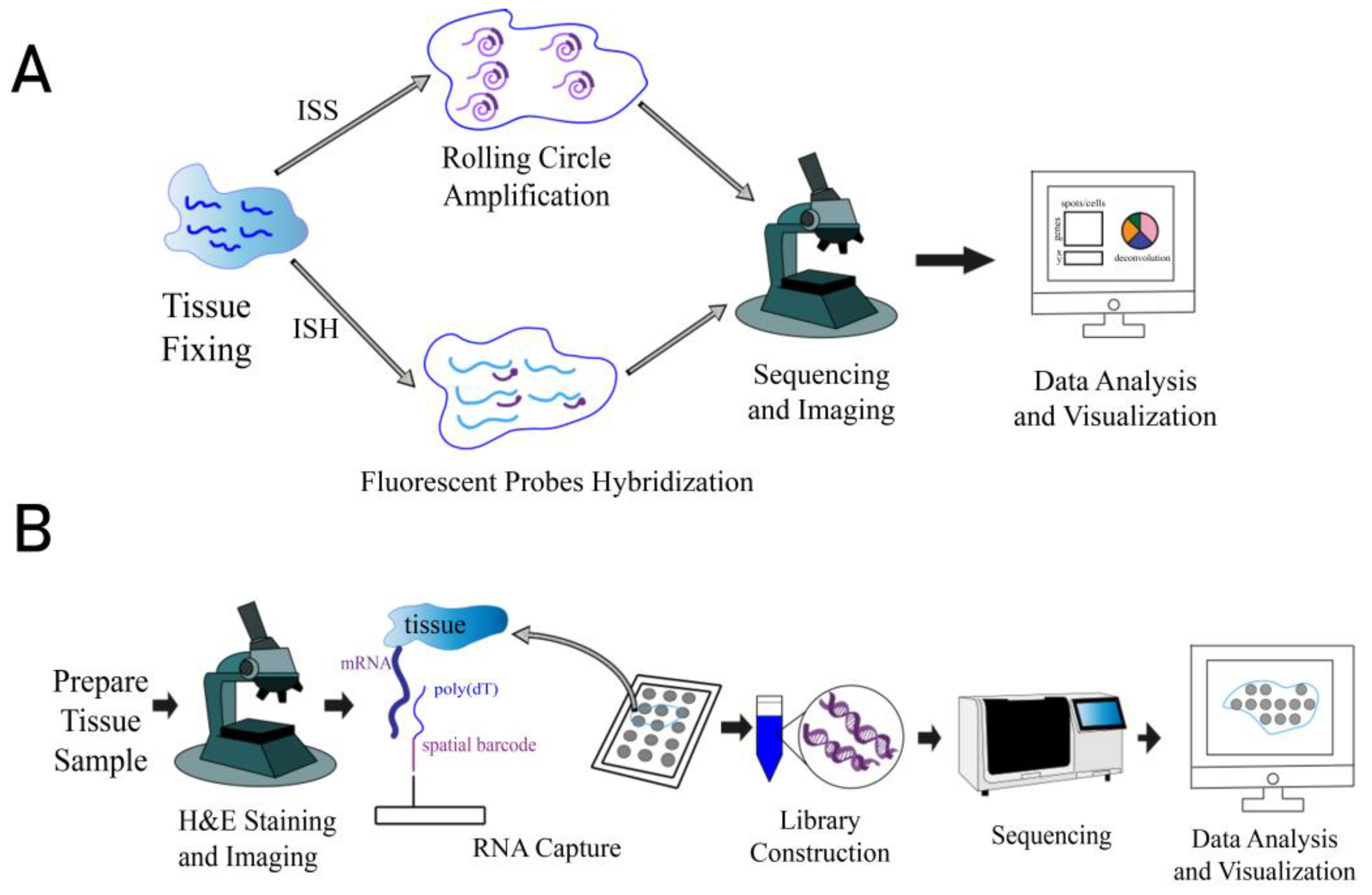 【高価値】 Transcriptomics Spatial of Application in System Digestive その他