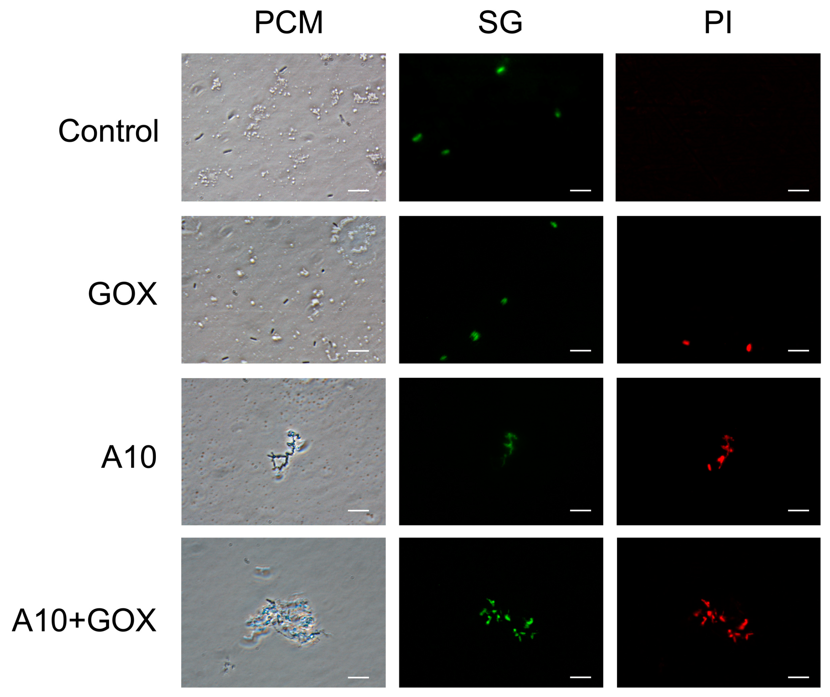 Biomolecules 15 00024 g005