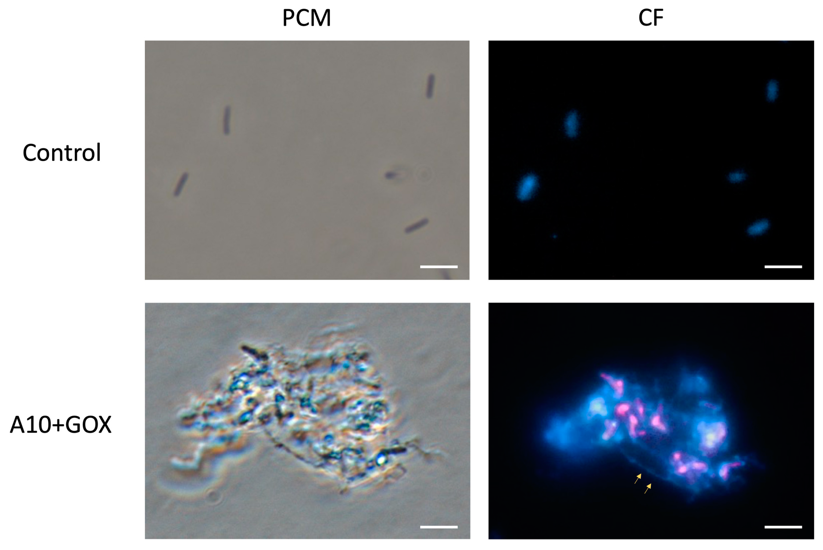 Biomolecules 15 00024 g006