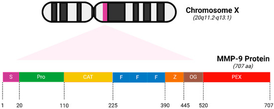 Targeting Invasion: The Role of MMP-2 and MMP-9 Inhibition