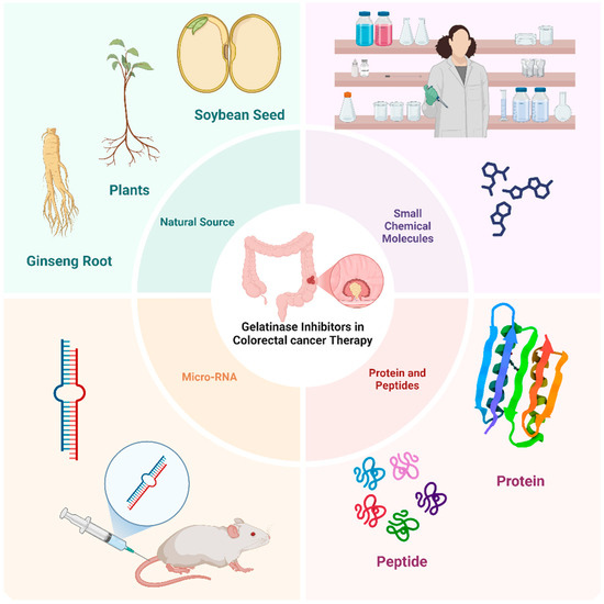 Targeting Invasion: The Role of MMP-2 and MMP-9 Inhibition