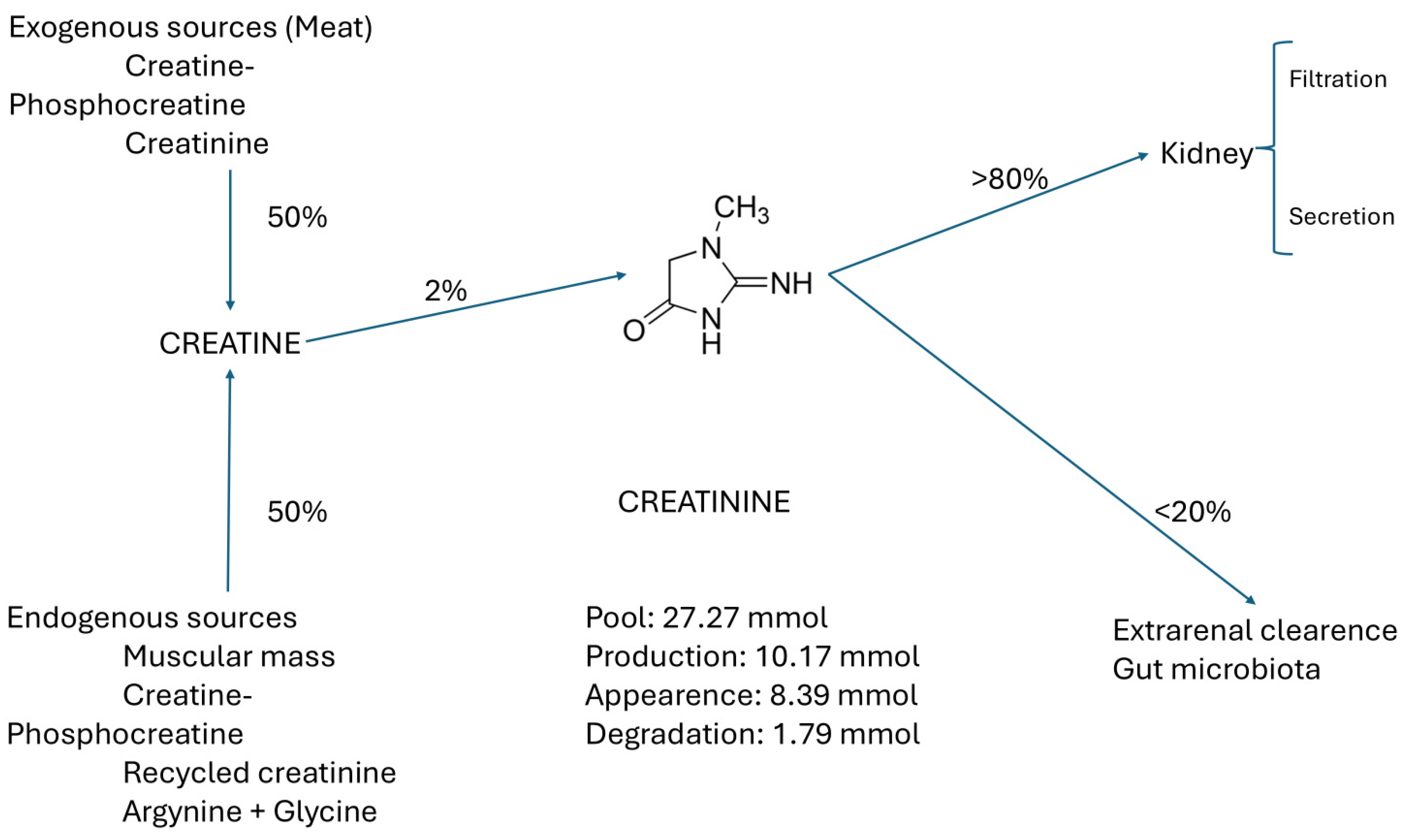 Creatine, Creatinine and Kidney Function Relationship