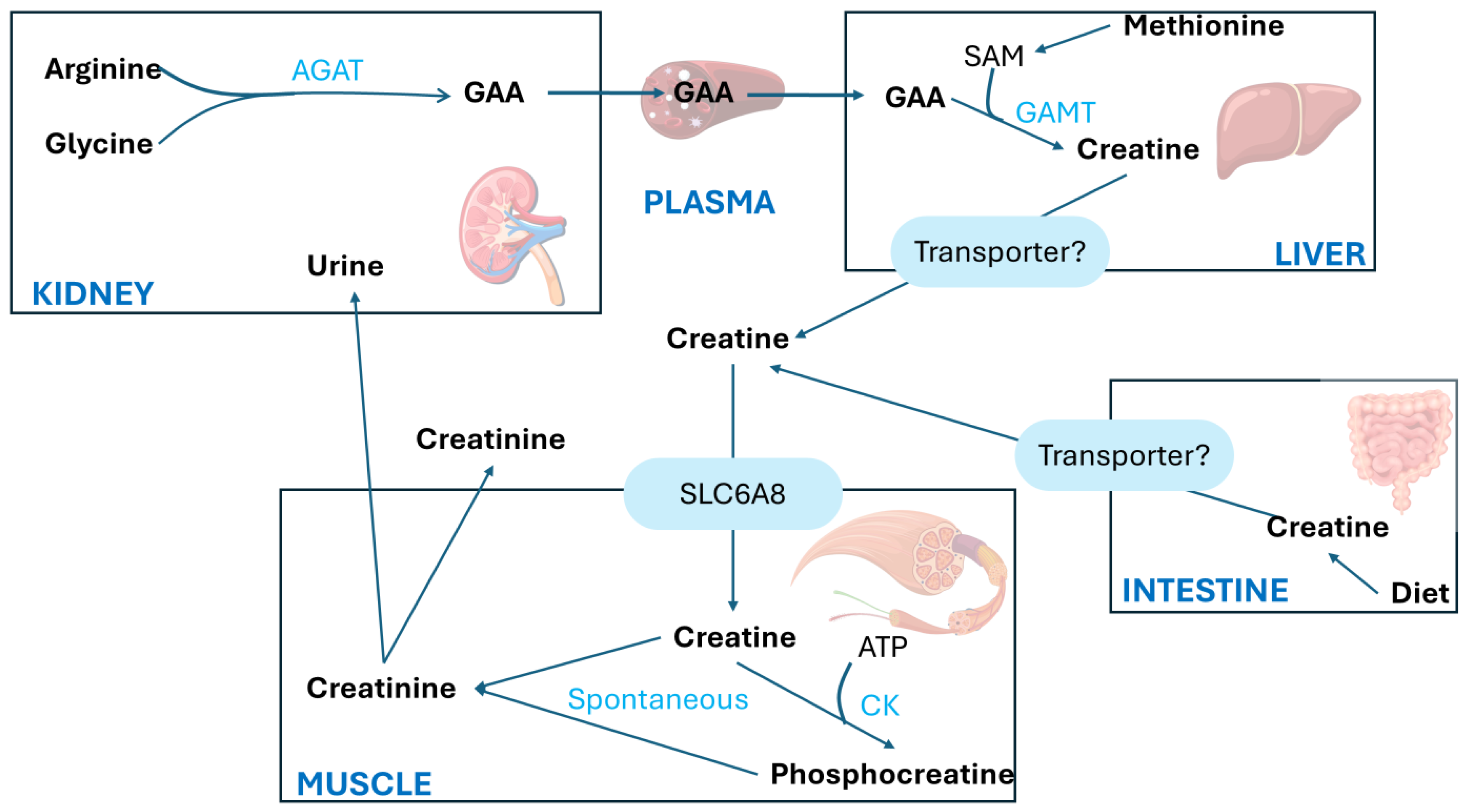 Biomolecules 15 00041 g003 Biomolecules 15 00041 g003