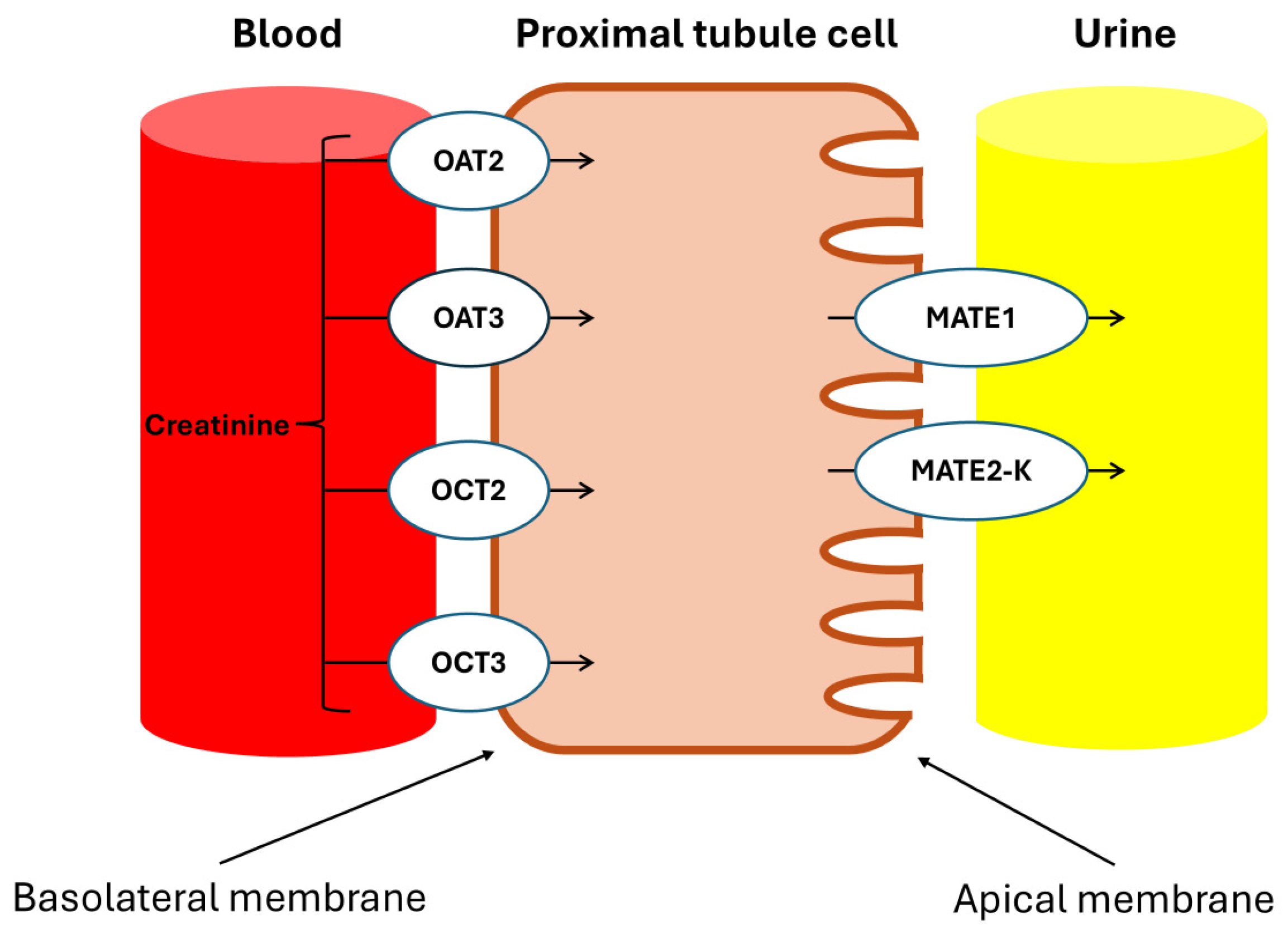 Biomolecules 15 00041 g007 Biomolecules 15 00041 g007