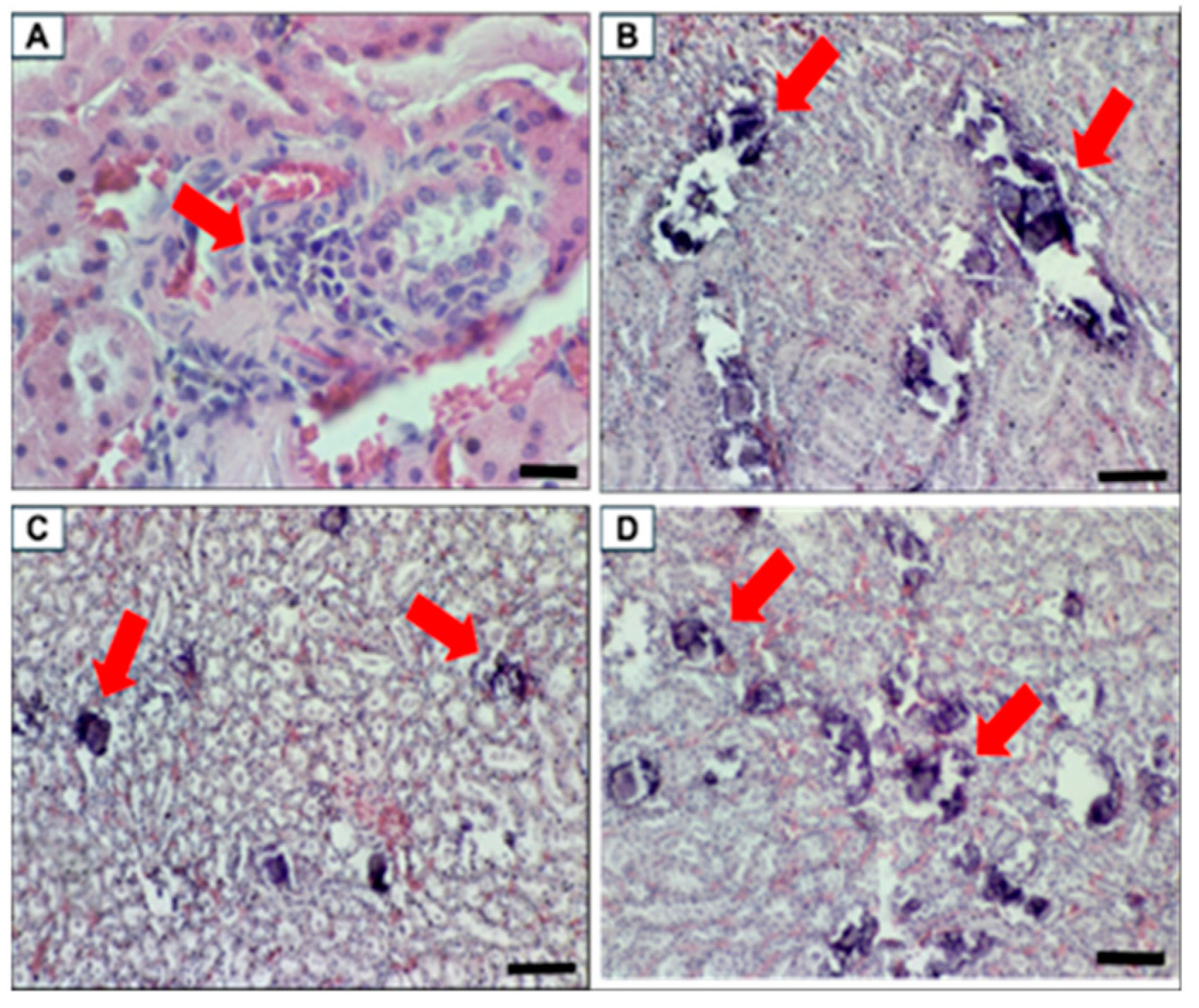 Biomolecules 15 00044 g015 Biomolecules 15 00044 g015