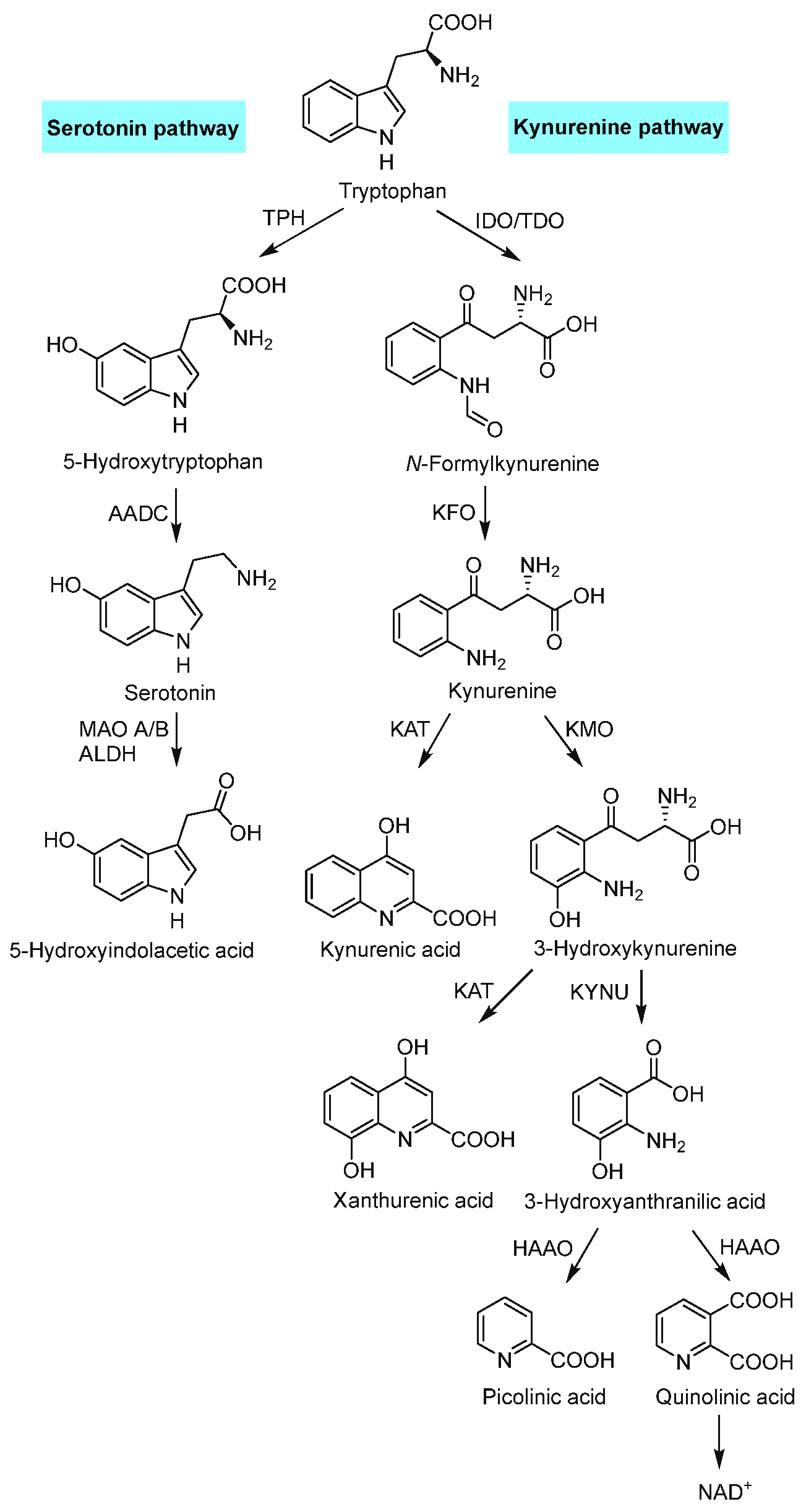Biomolecules 15 00047 g002 Biomolecules 15 00047 g002