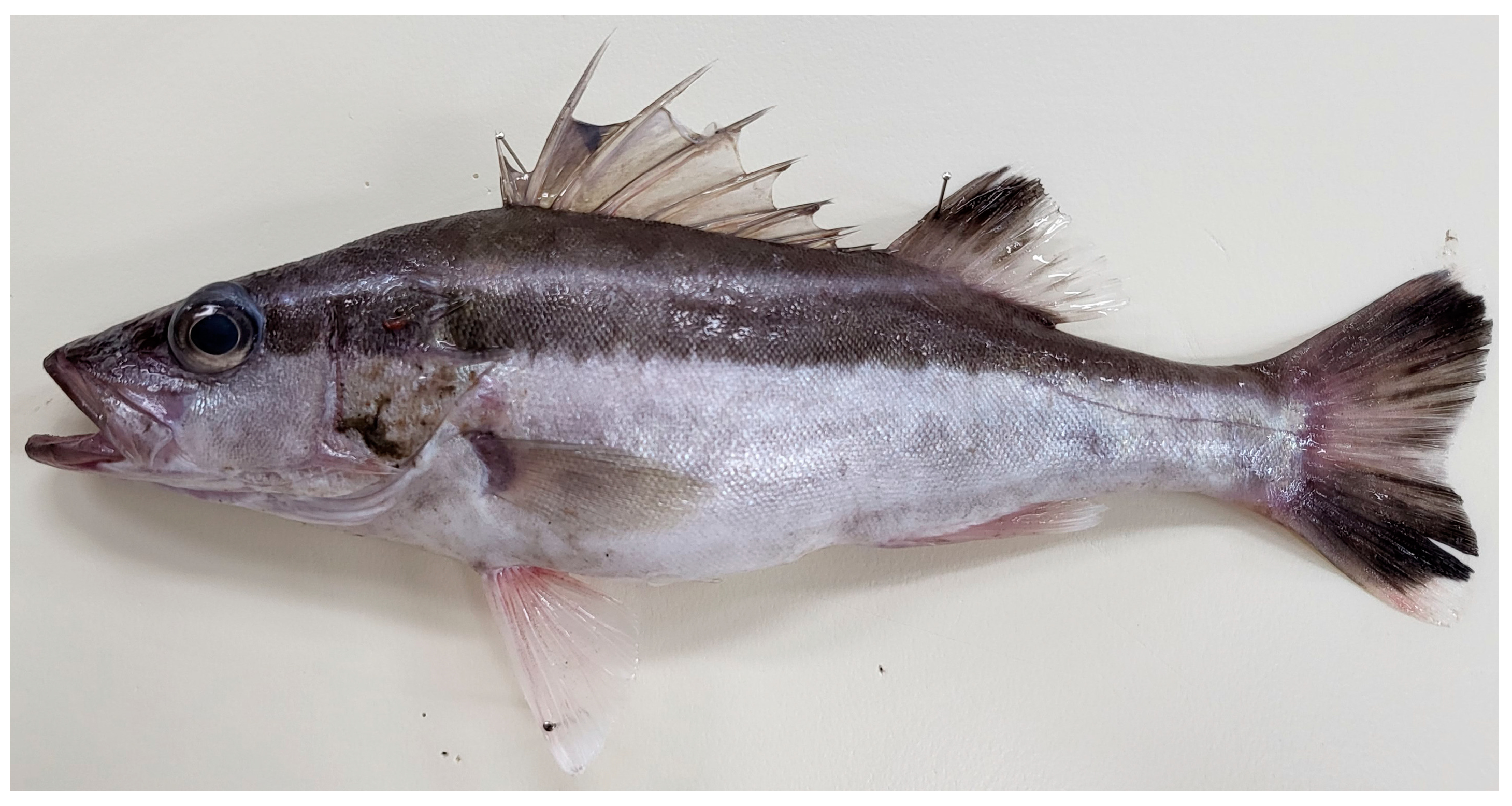 Biomolecules 15 00052 g001