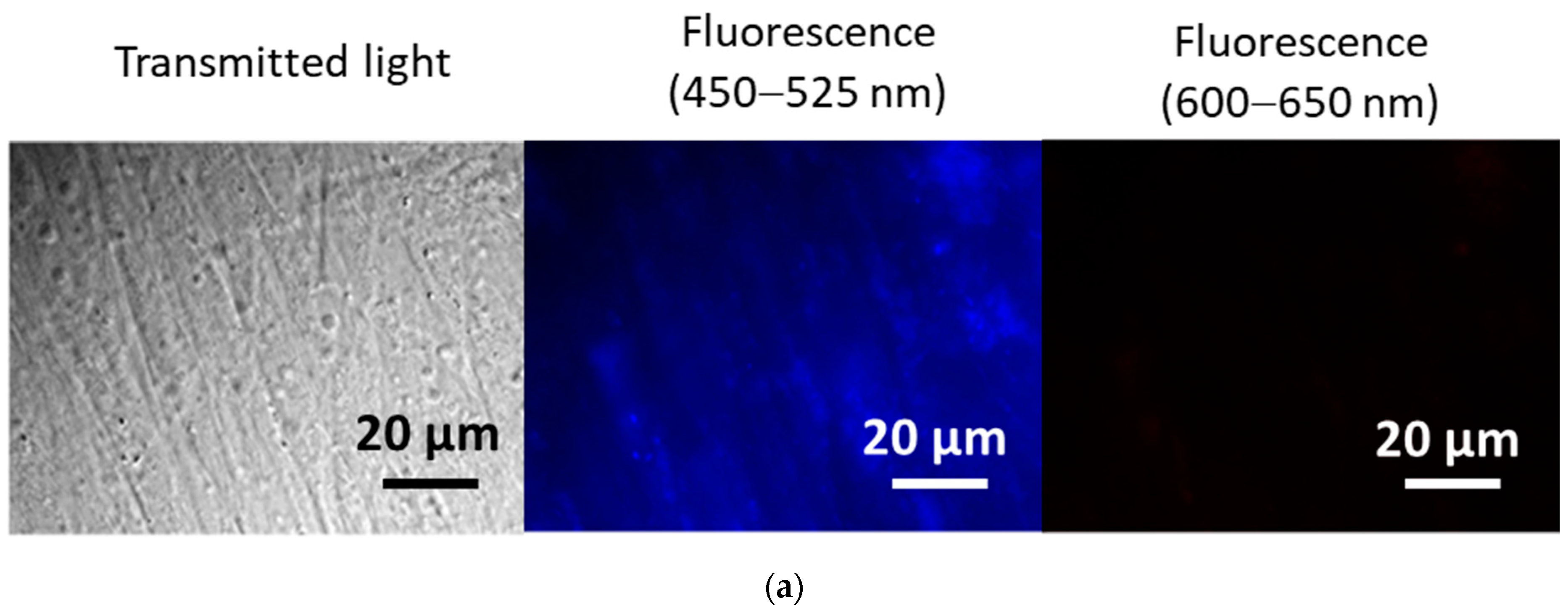 Biomolecules 15 00053 g005a Biomolecules 15 00053 g005a