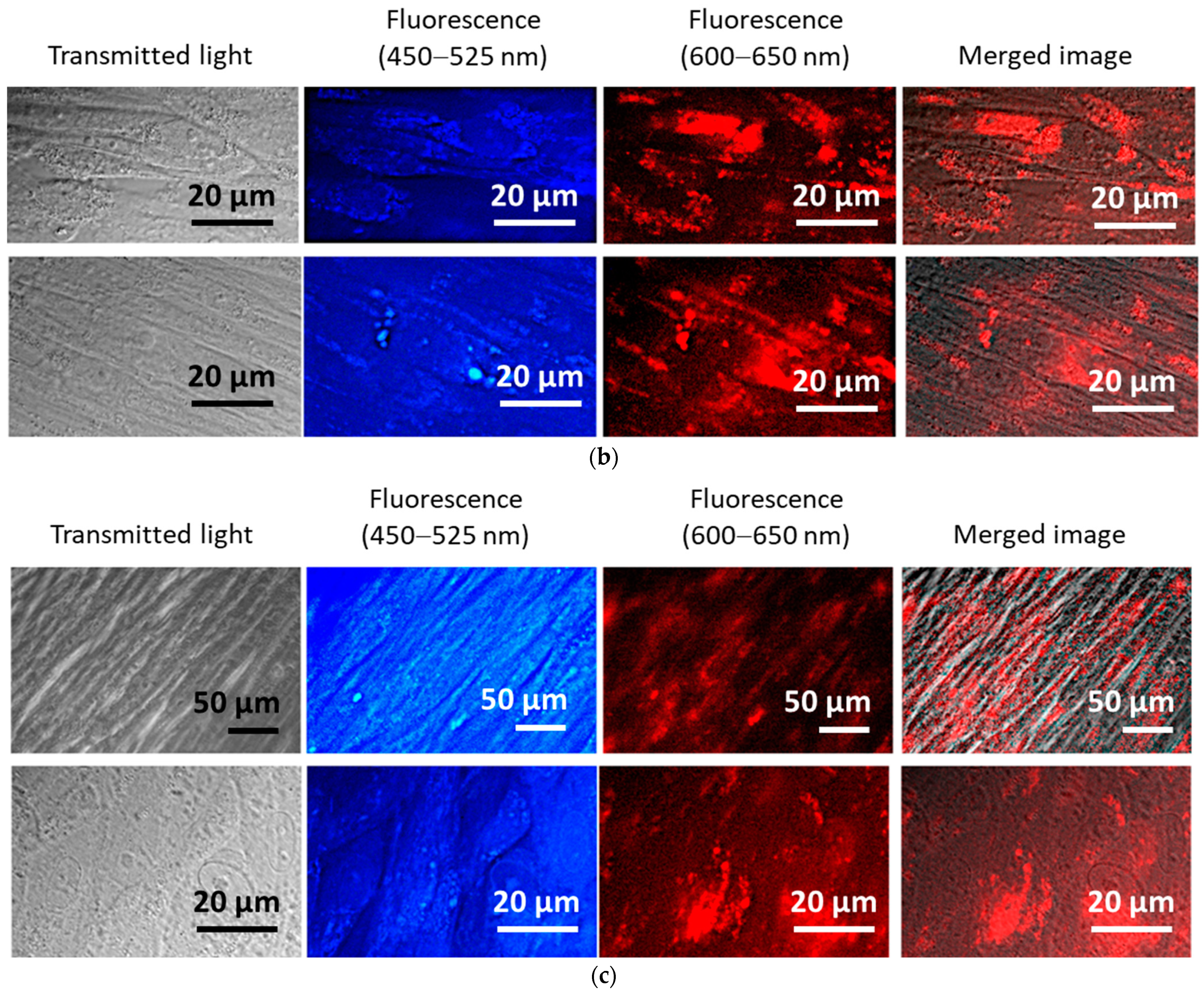 Biomolecules 15 00053 g005b Biomolecules 15 00053 g005b