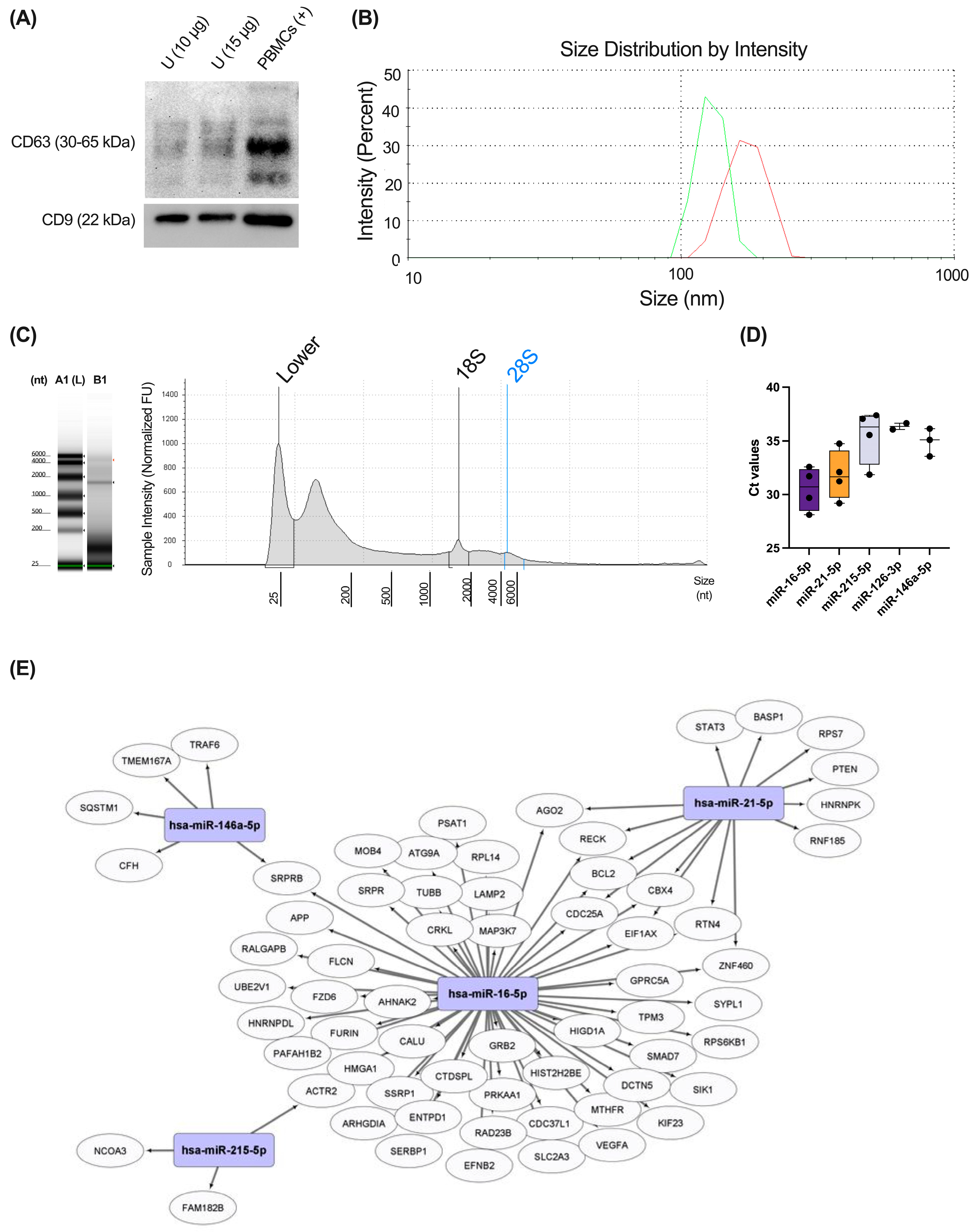 Biomolecules 15 00060 g005 Biomolecules 15 00060 g005