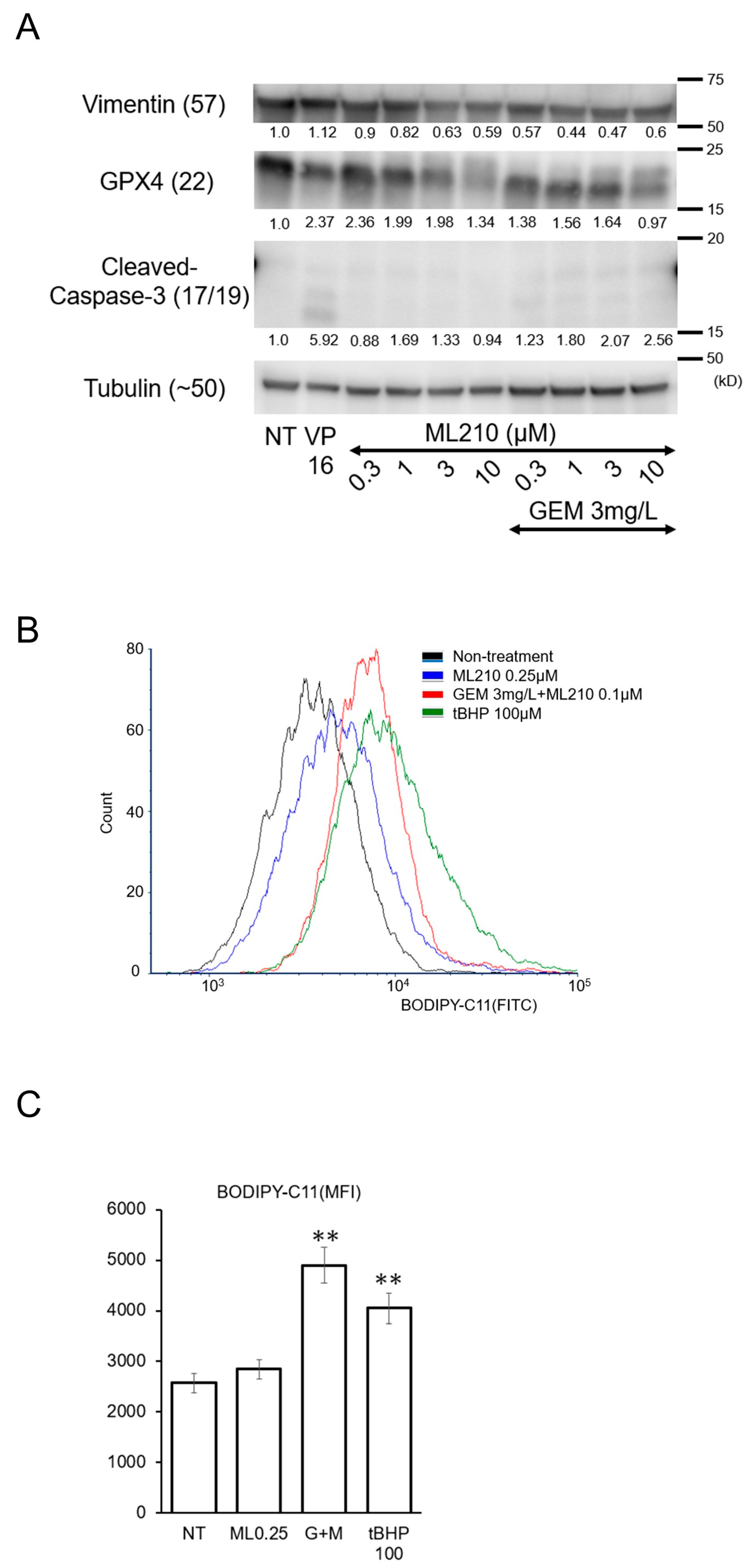 Biomolecules 15 00070 g004