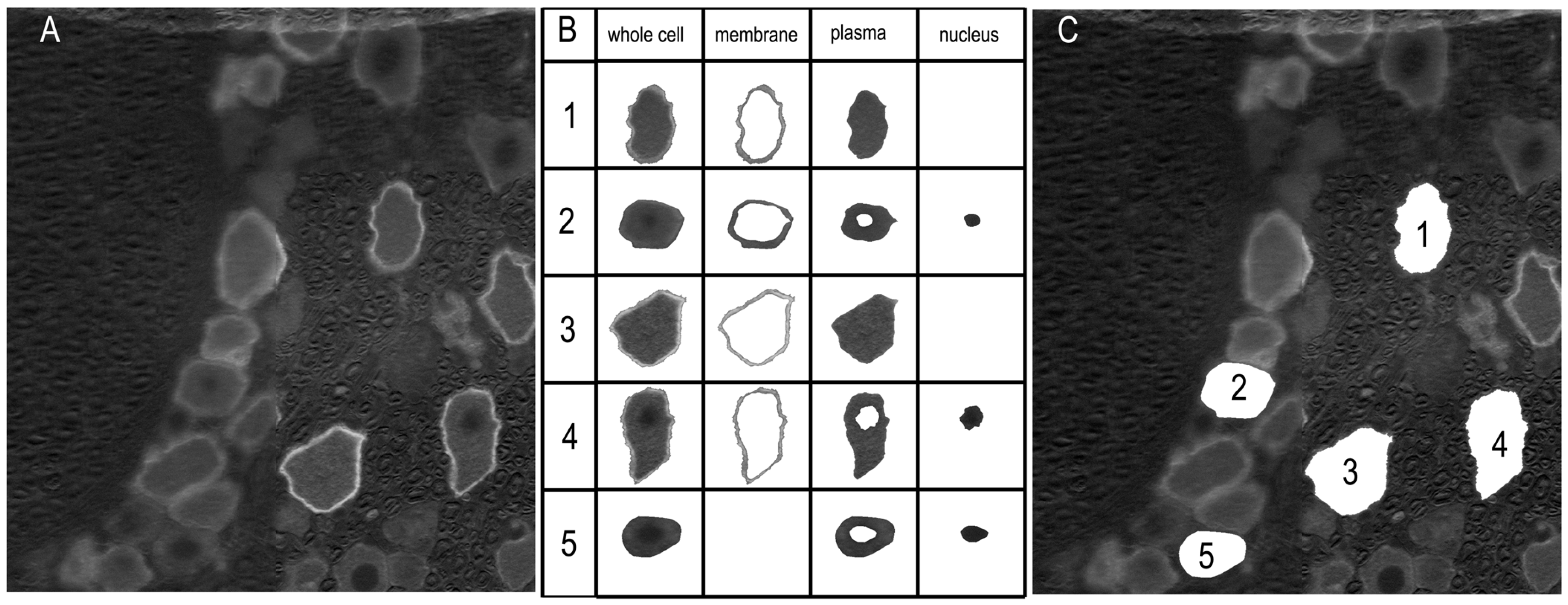 Biomolecules 15 00073 g003