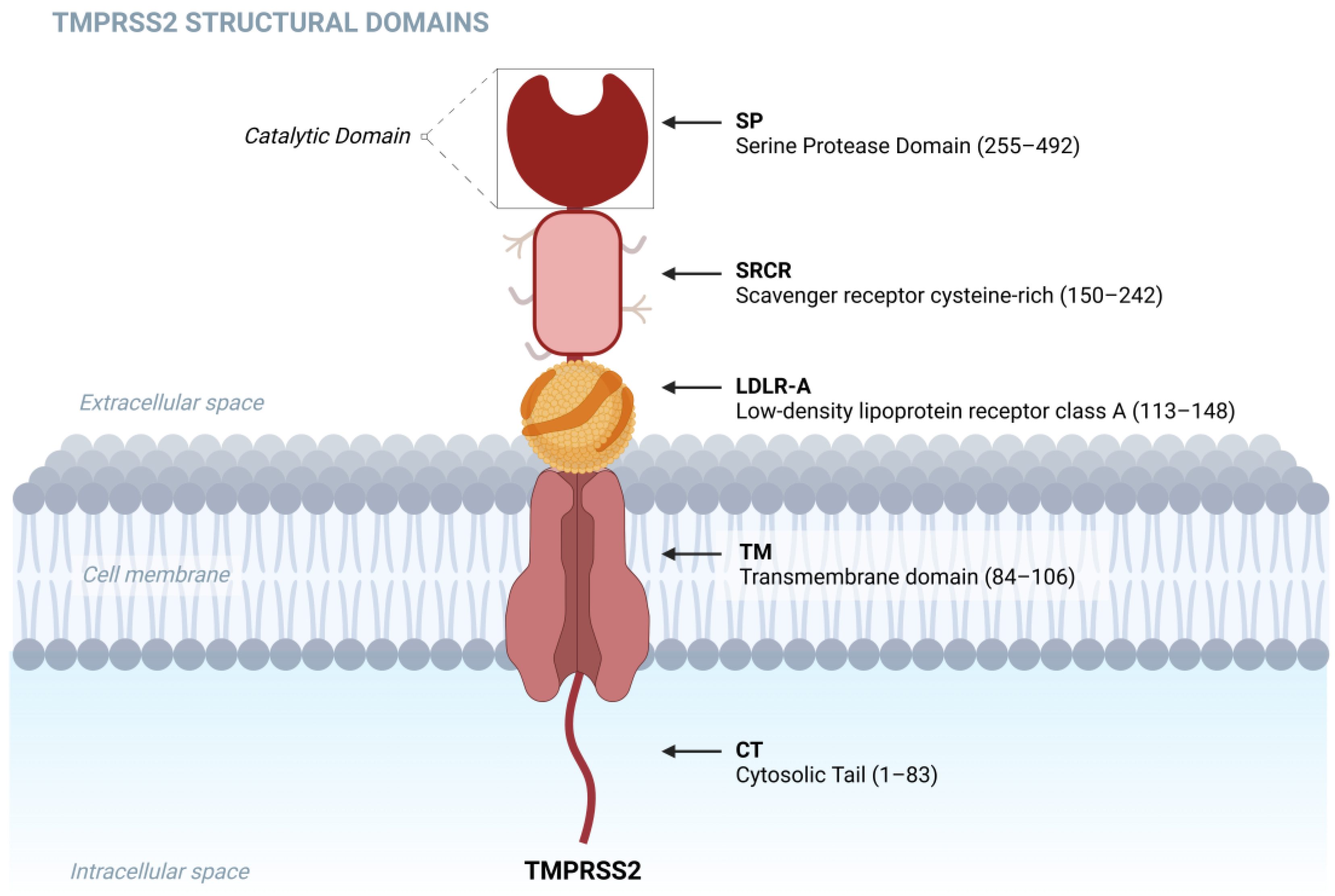 Biomolecules 15 00075 g001 Biomolecules 15 00075 g001
