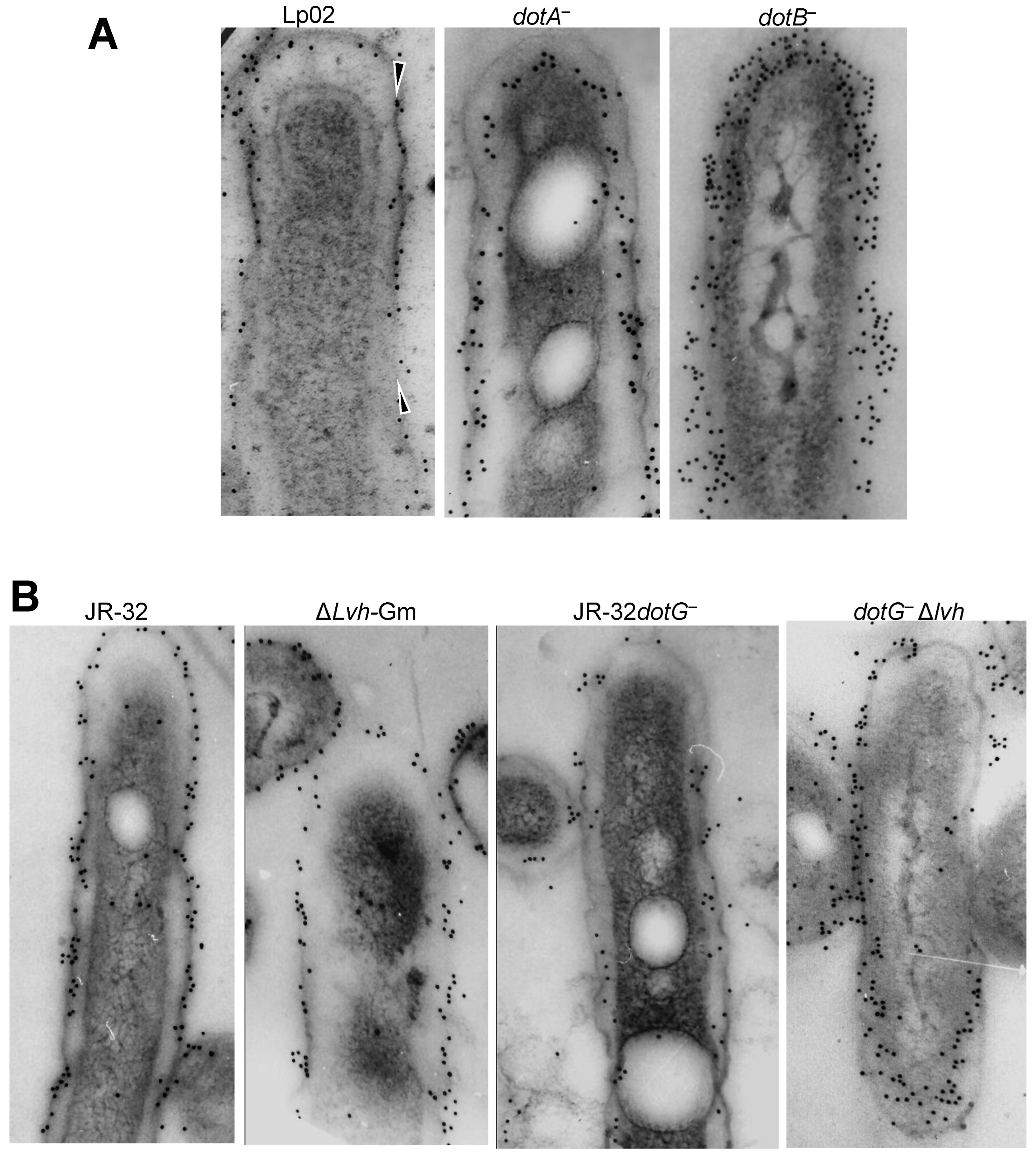 The Passage of Chaperonins to Extracellular Locations in 