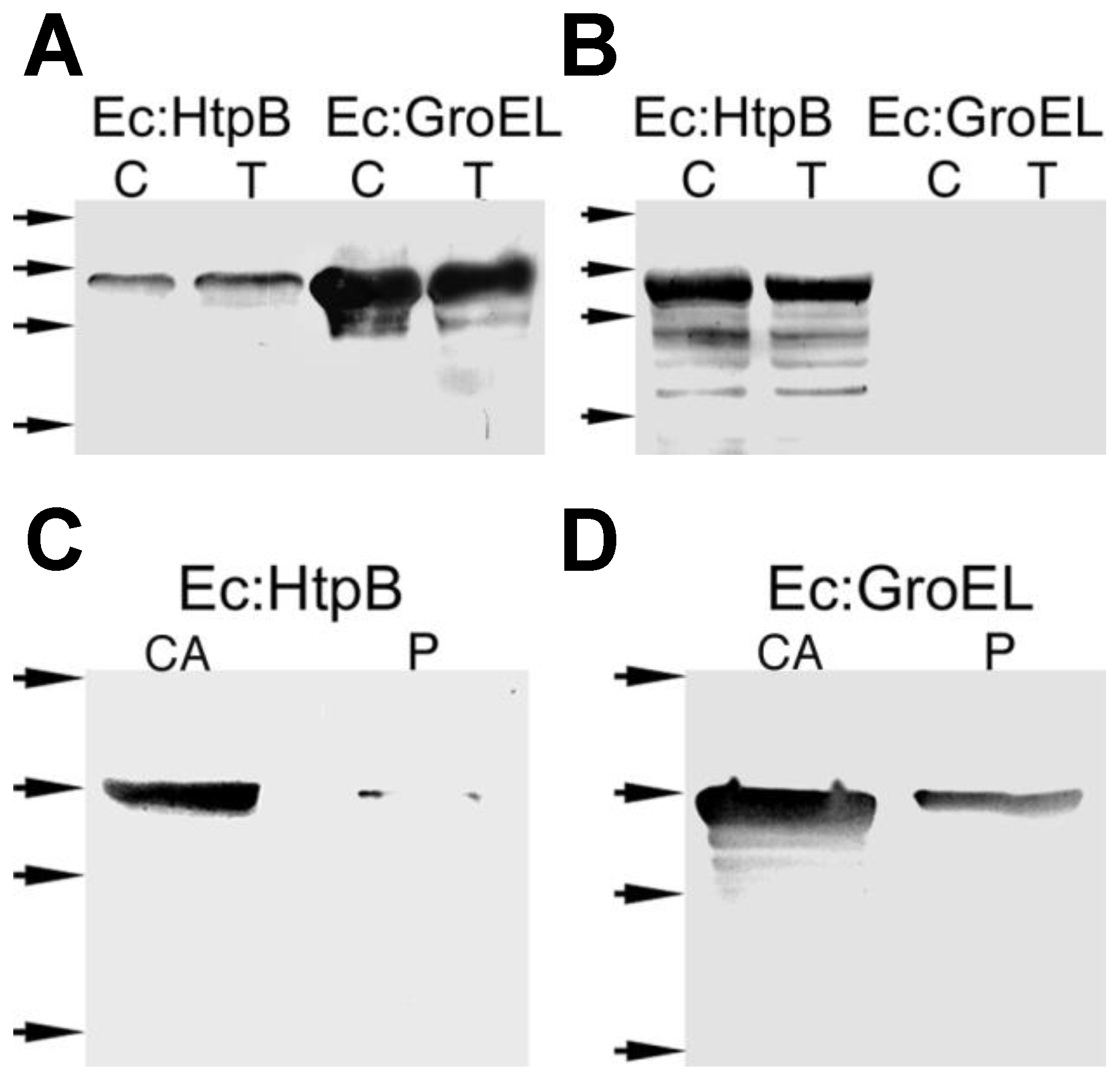 Biomolecules 15 00091 g011 Biomolecules 15 00091 g011