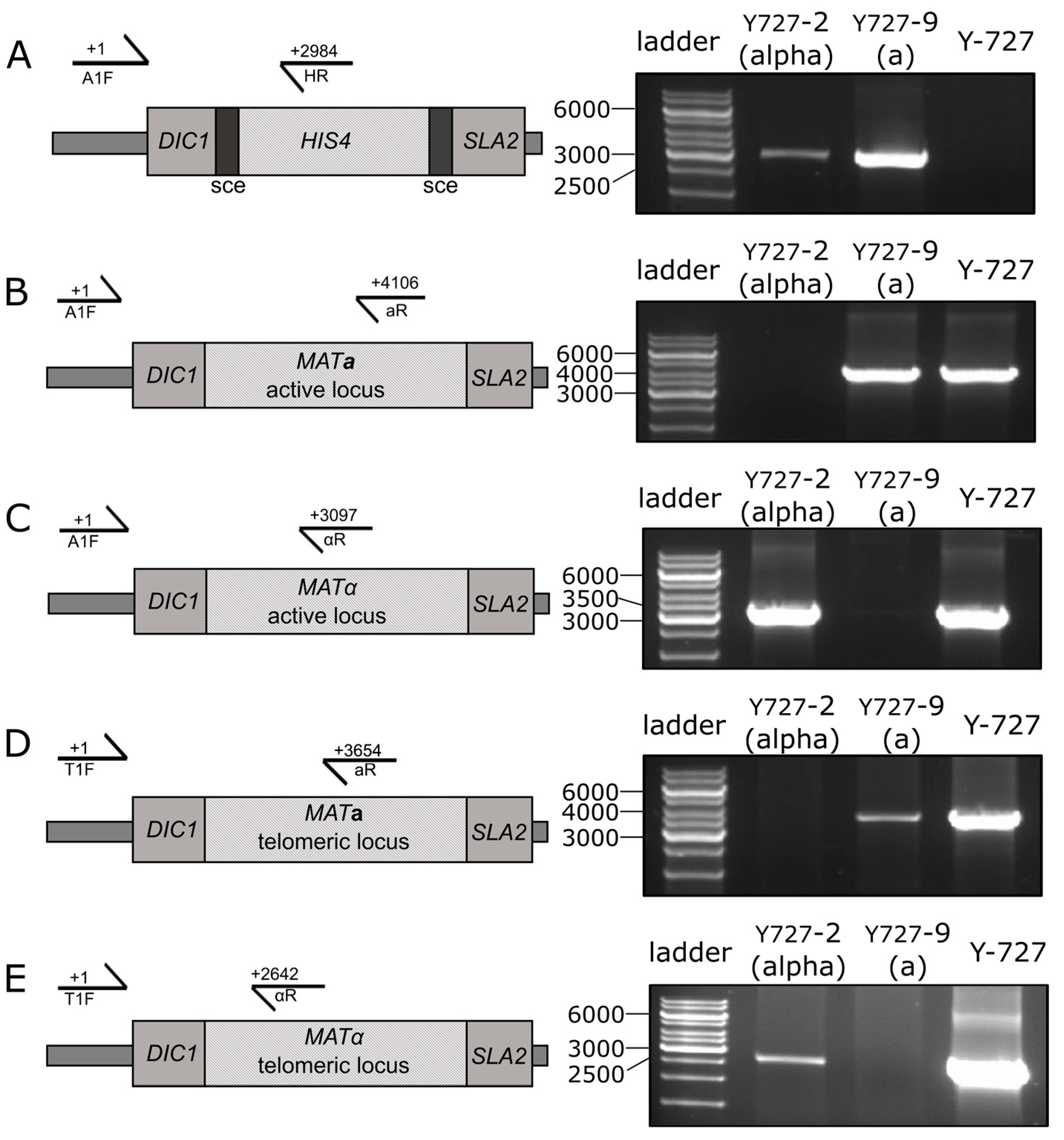 Biomolecules 15 00097 g003