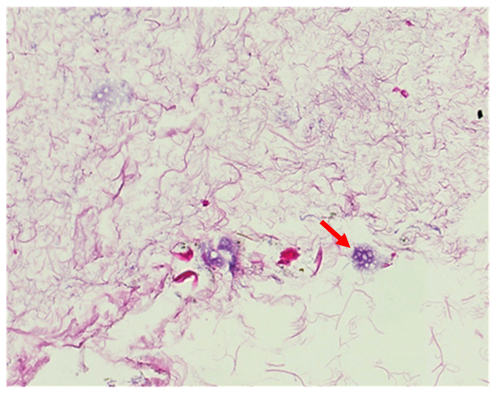 Biomolecules 15 00098 g002