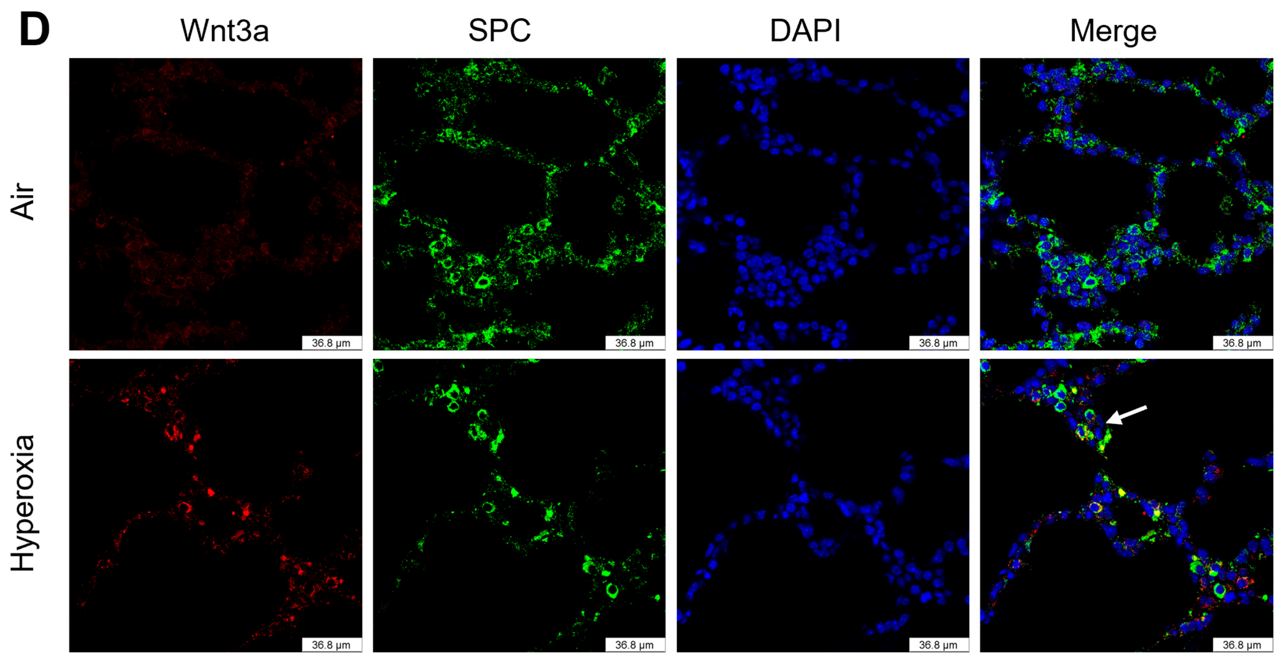 Biomolecules 15 00101 g003b