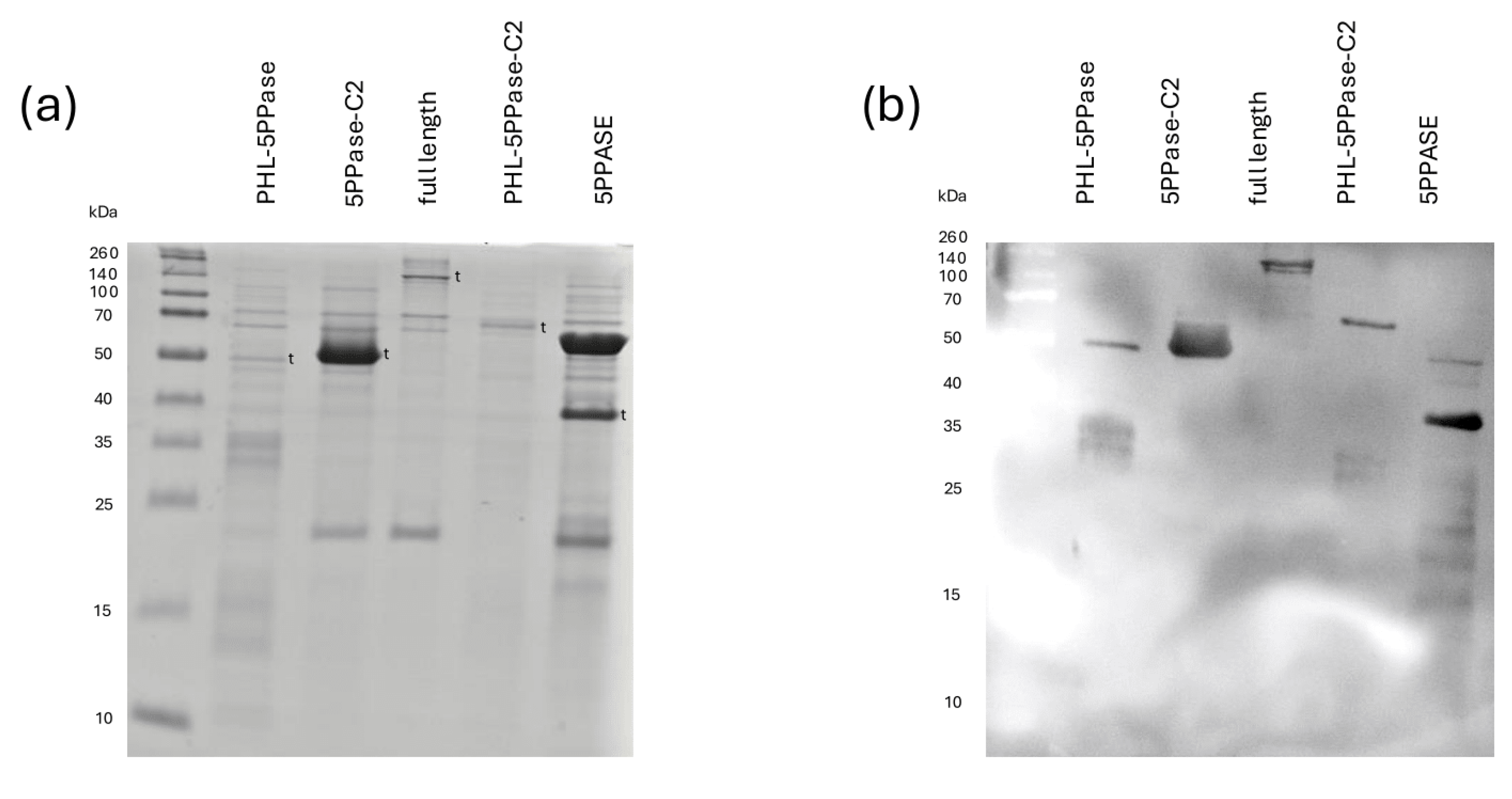 Biomolecules 15 00105 g002a