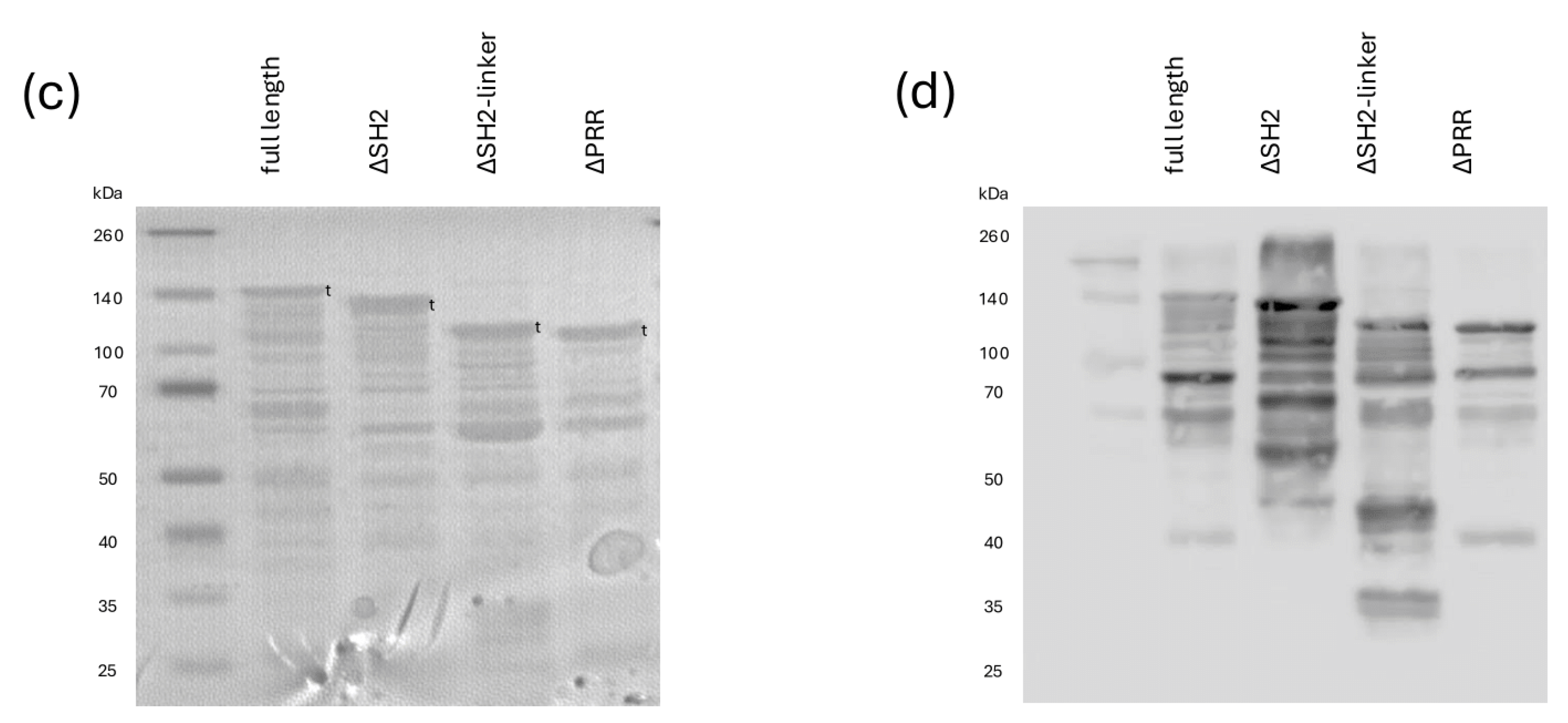 Biomolecules 15 00105 g002b