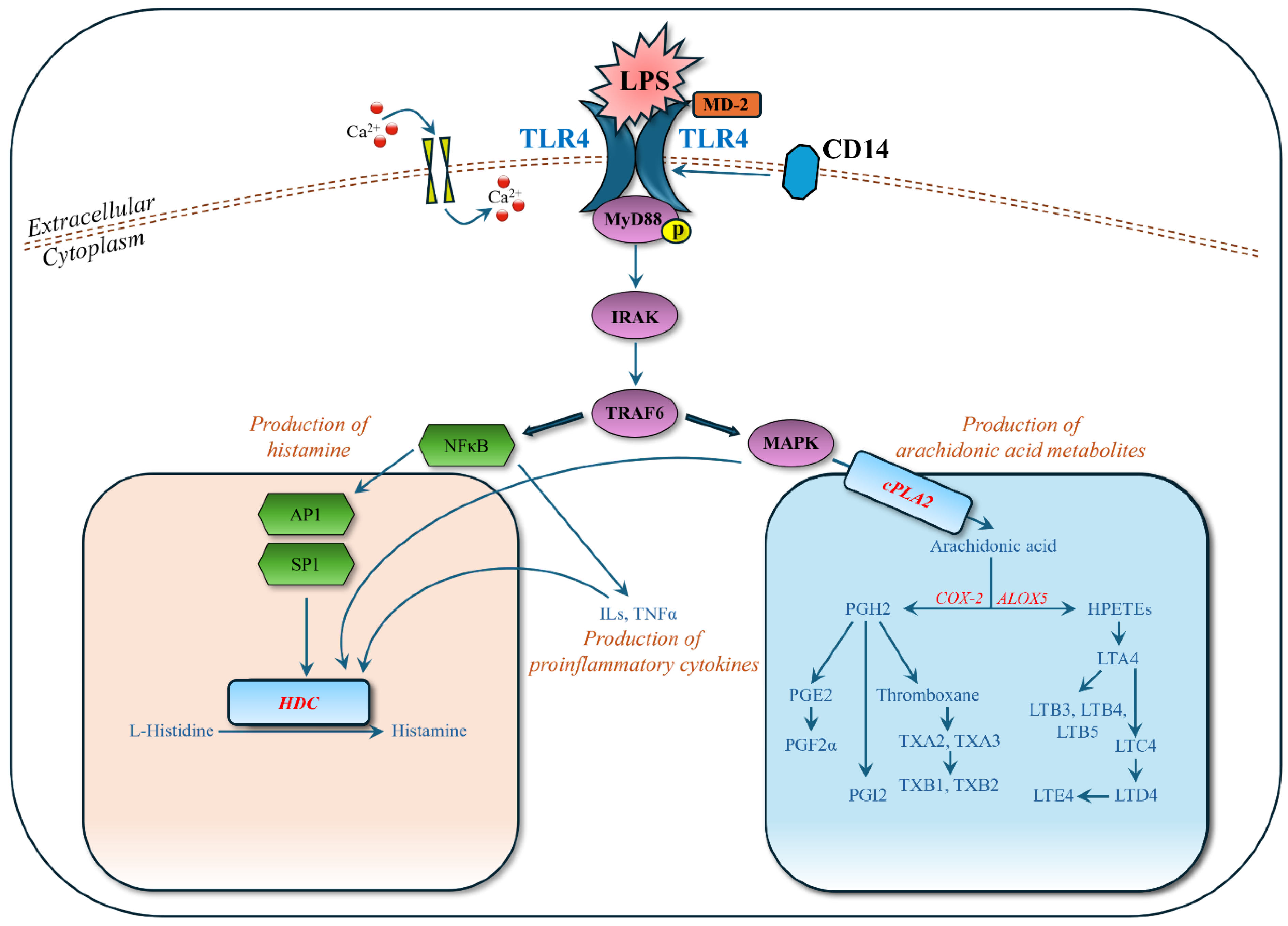 Biomolecules 15 00109 g006