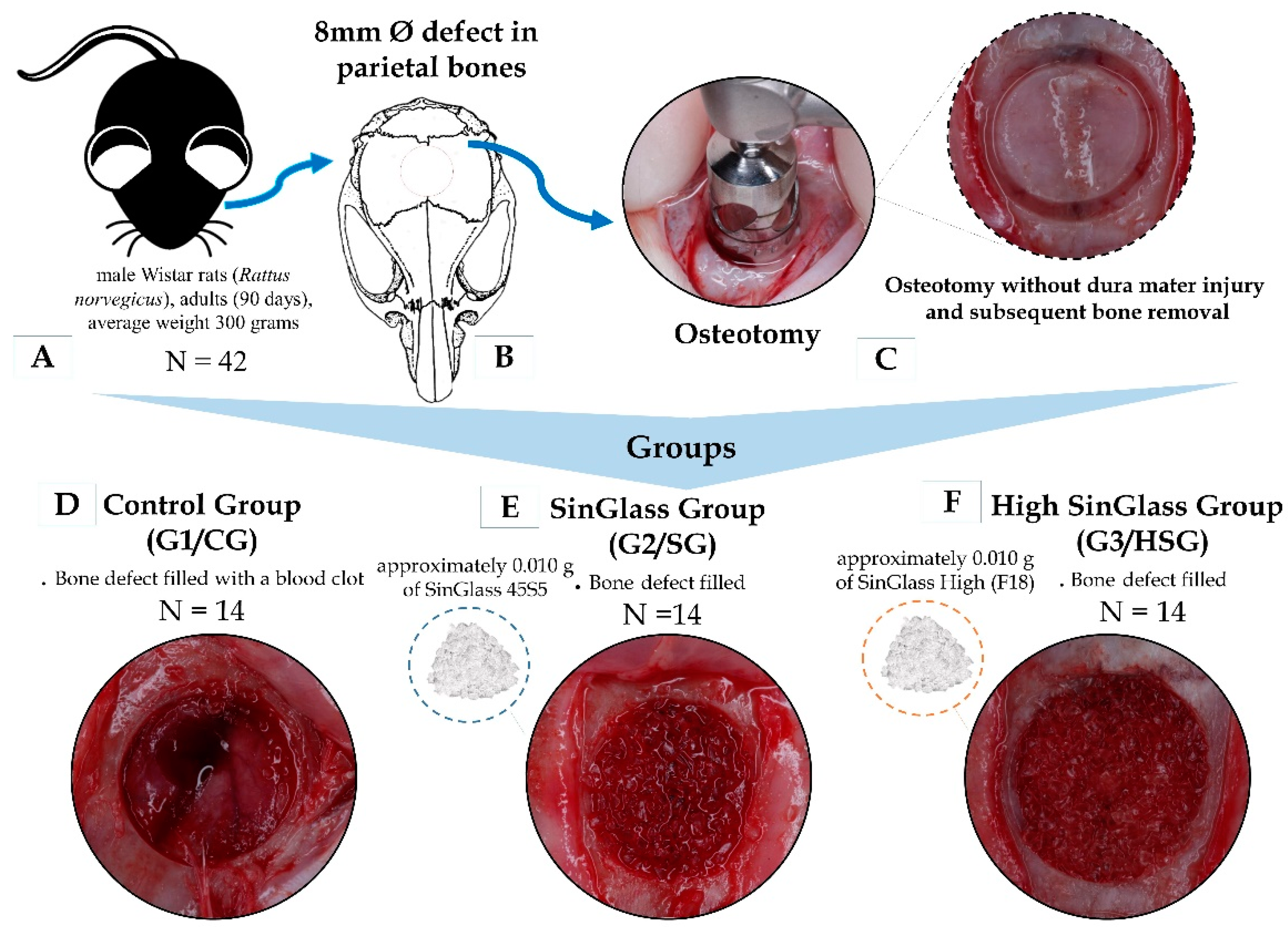 Biological Behavior of Bioactive Glasses SinGlass (45S5) and 