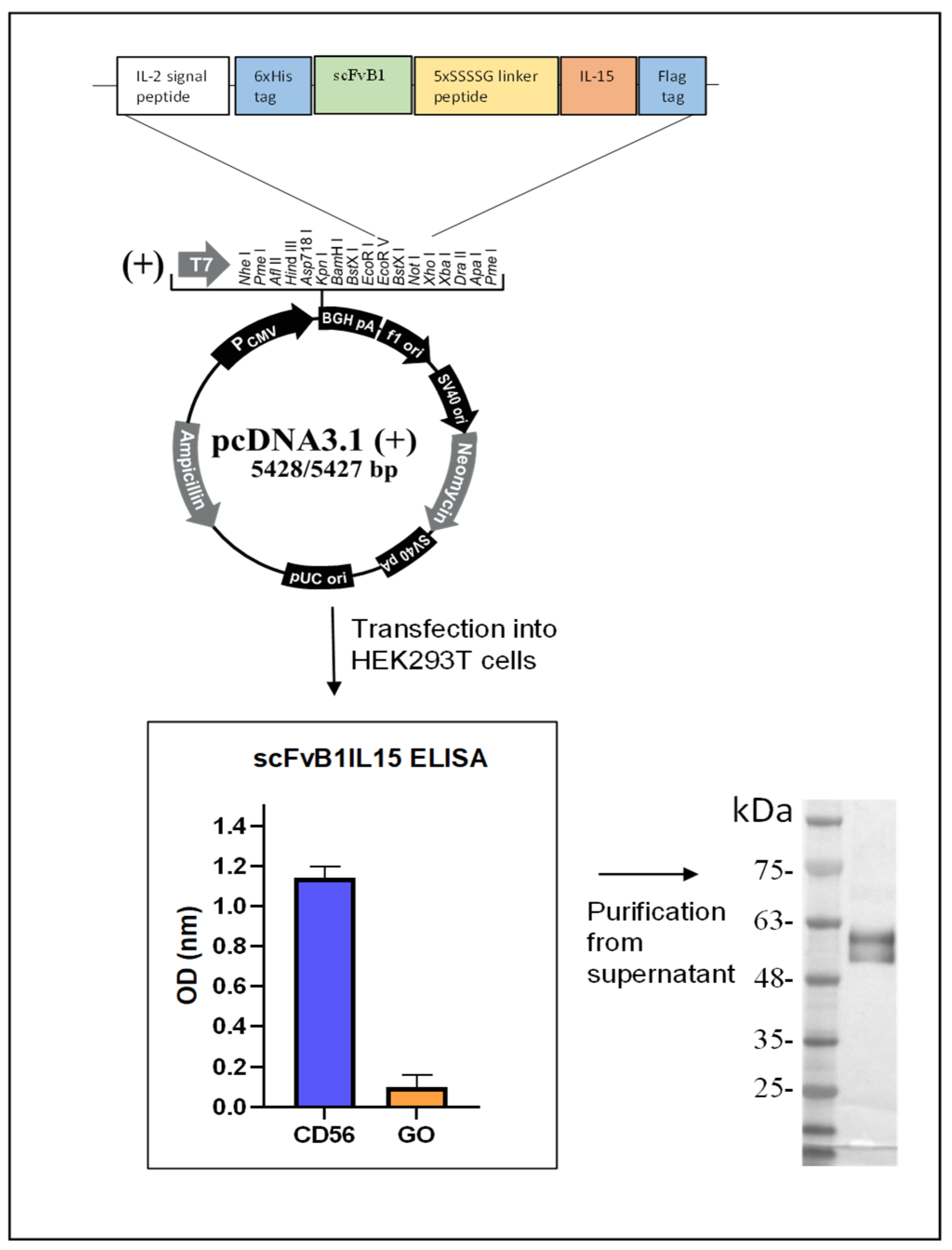 Biomolecules 15 00117 g002