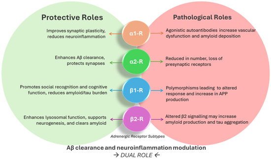 Deciphering the Role of Adrenergic Receptors in Alzheimer's